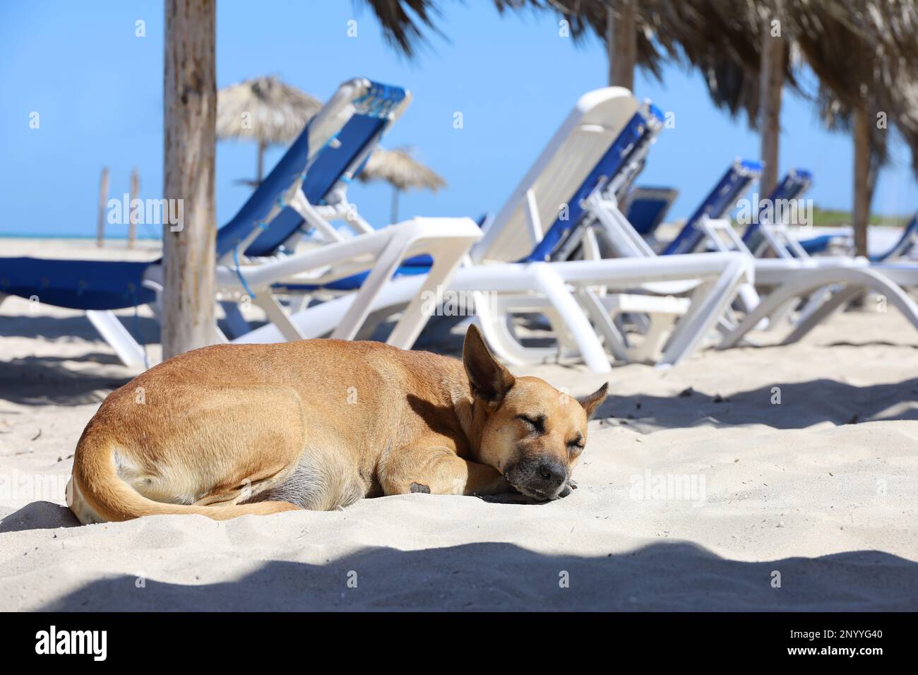 Hund schläft auf einem Sand auf Liegestühlen und Sonnenschirmen. Strandurlaub und Entspannung auf dem Meer Resort Stockfoto