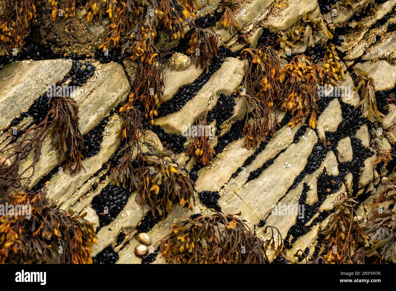 Felsen bedeckt mit Blasensprödel, Meeresmuscheln und Barnius, Grafschaft Donegal, Irland Stockfoto