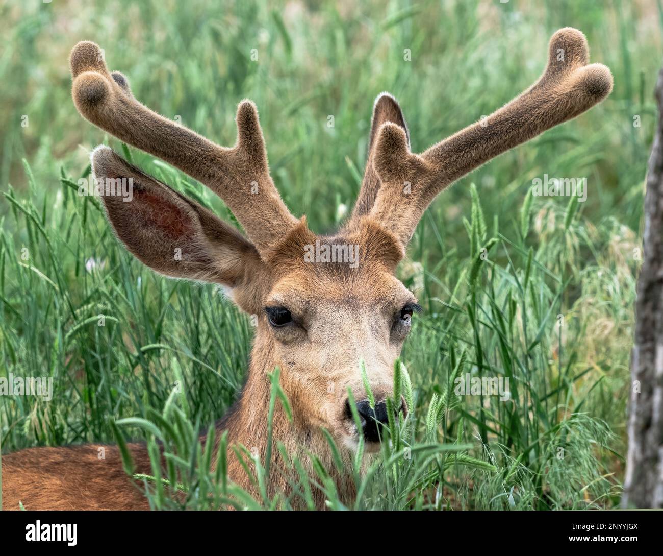 Nahaufnahme eines Mule-Deer-Samtgeweihers Stockfoto