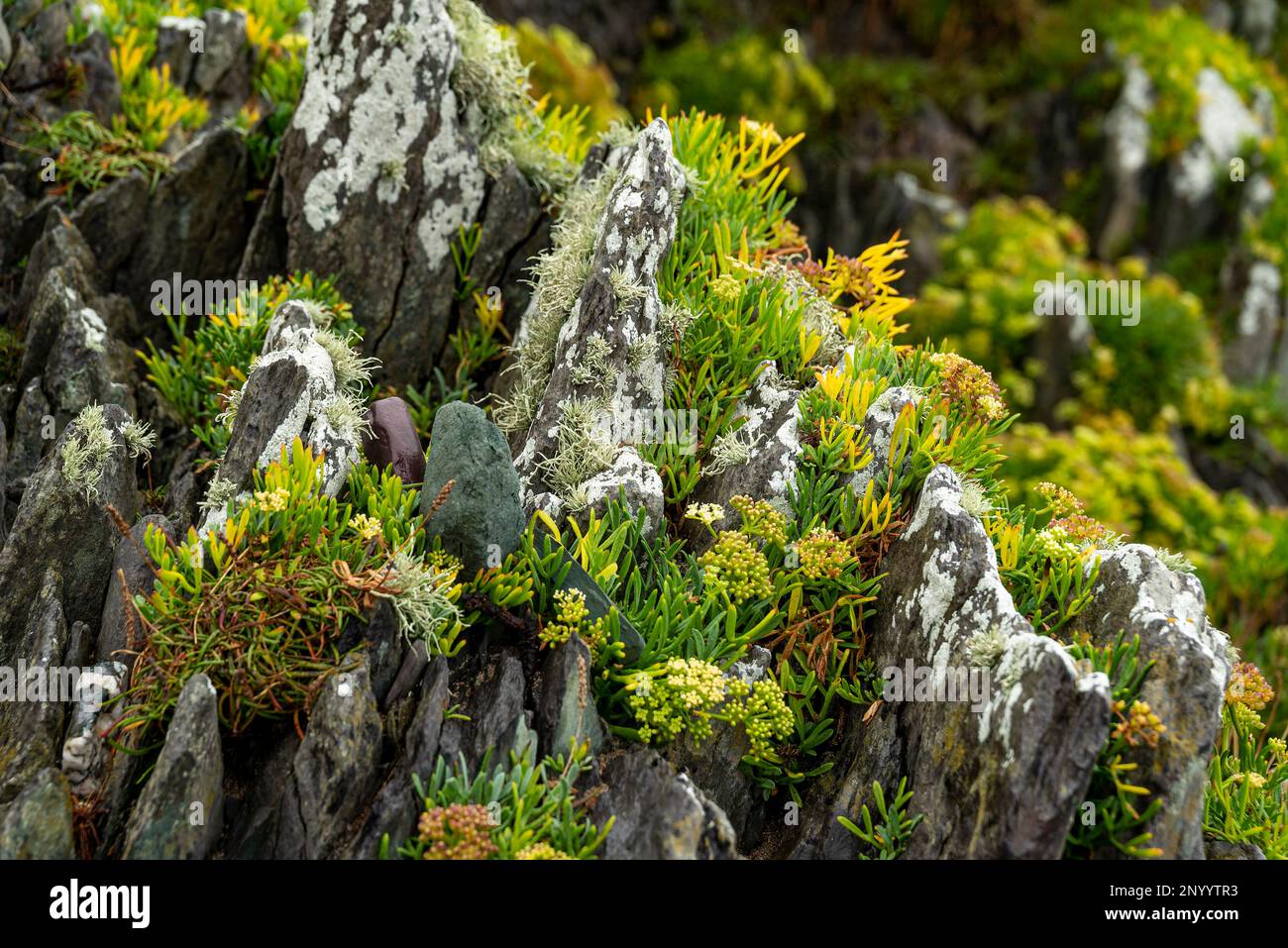 Halophytenpflanzen auf einem Felsen am Meer, St. Finian's Bay, Irland Stockfoto