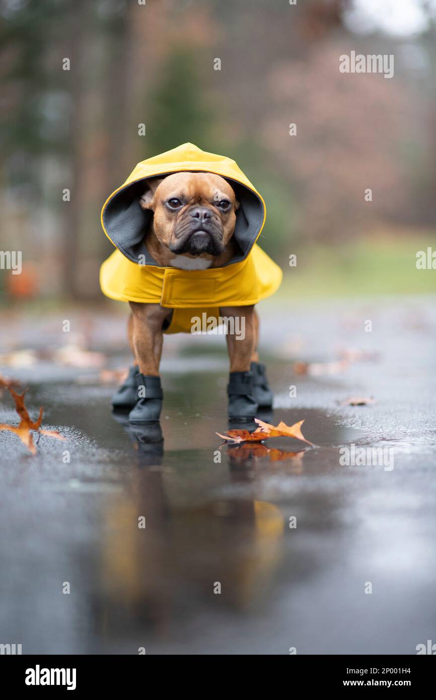 Rote französische Bulldogge im Regen, trägt einen gelben Regenmantel und  schwarze Gummistiefel Stockfotografie - Alamy