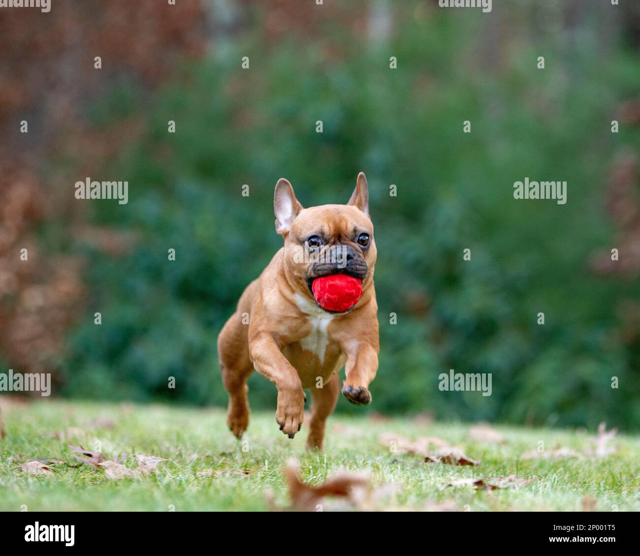 Roter französischer Bulldogge rennt auf dem Gras mit rotem Ball im Mund. Stockfoto