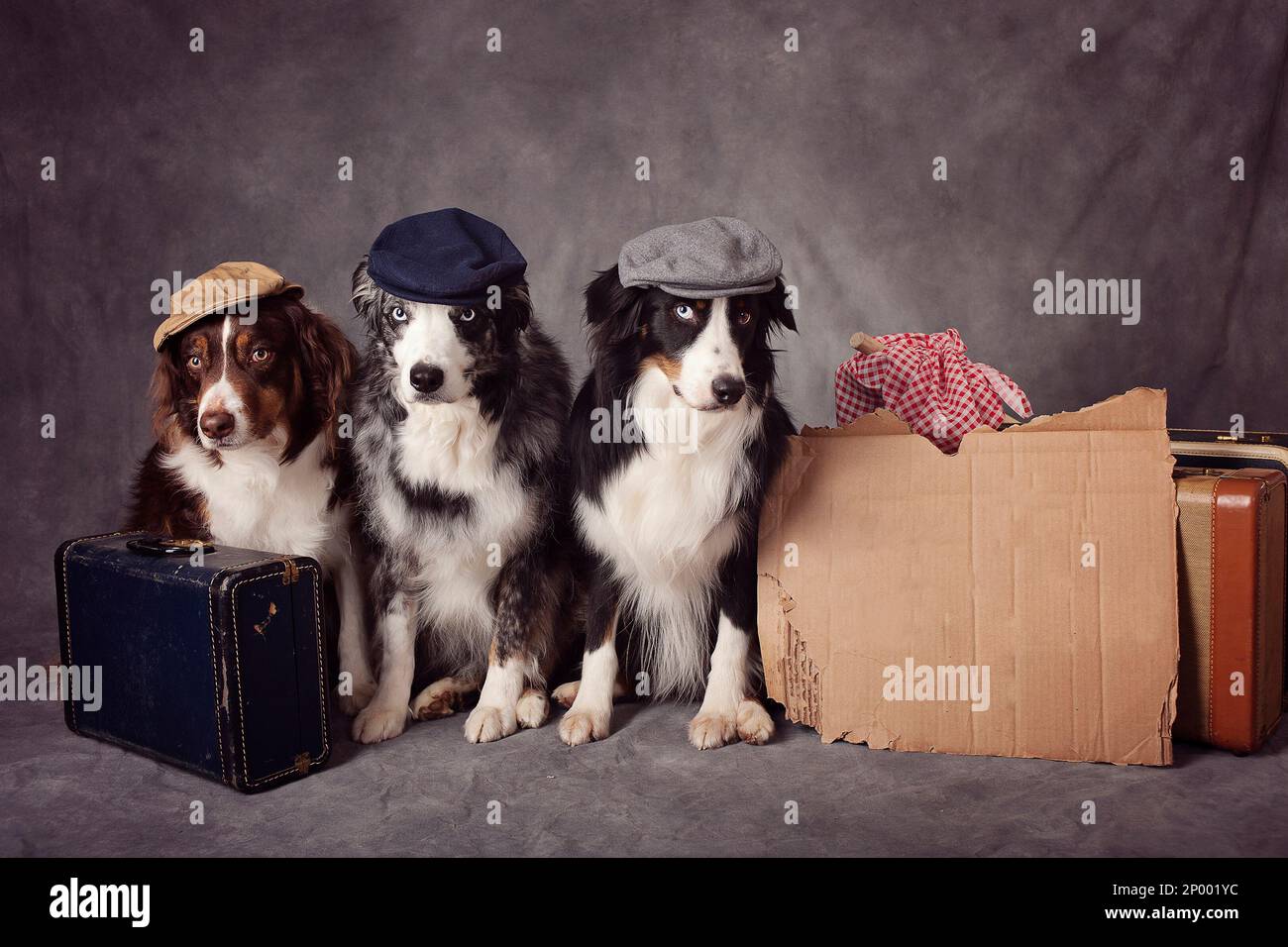 Drei australische Schäferhunde mit Mützen, die neben ihrem Gepäck sitzen. Stockfoto