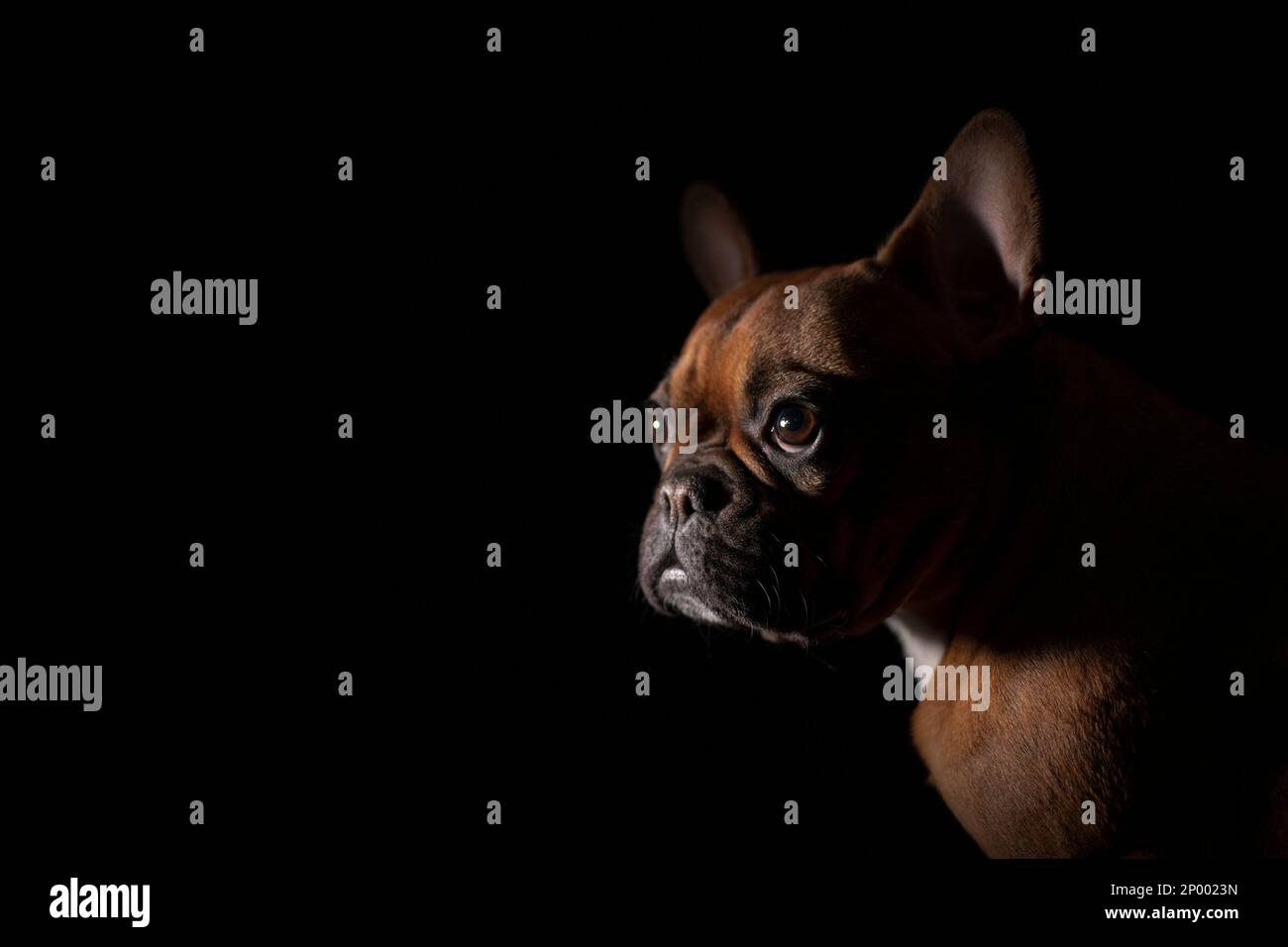 Rotkehlchen-porträt mit französischem Bulldoggen. Stockfoto