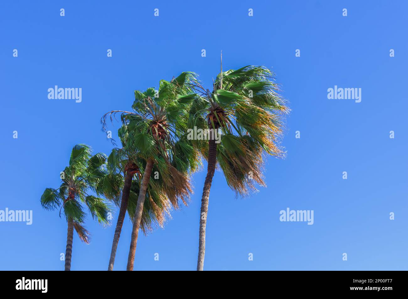 Palmen unter dem Westen, starke Winde in Pasadena, Kalifornien. Stockfoto