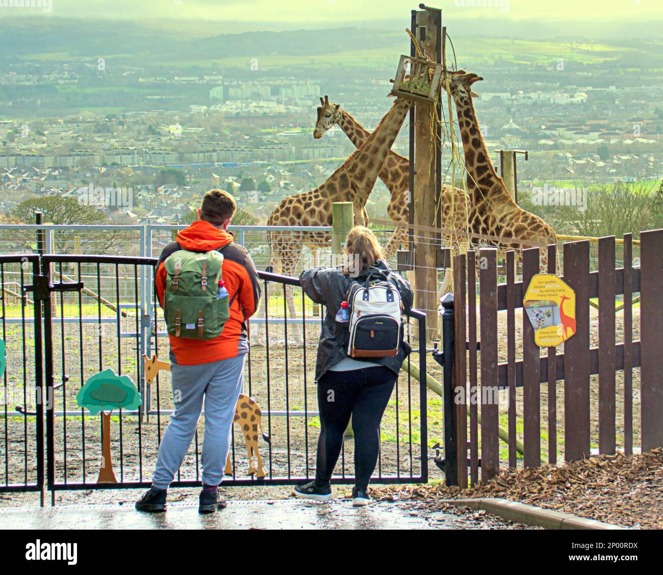 Edinburgh, Schottland, Vereinigtes Königreich 2. März 2023. Wetter im Vereinigten Königreich: Giraffen hoch über den Burgeinbruch am zweiten Frühlingstag sah es Regen, als der Zoo und seine Tiere das Beste daraus machten. Credit Gerard Ferry/Alamy Live News Stockfoto