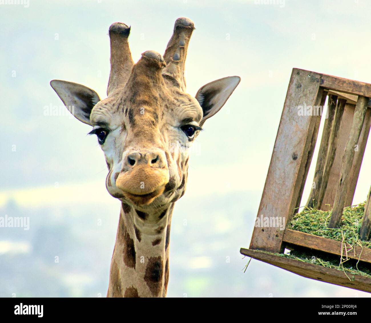 Edinburgh, Schottland, Vereinigtes Königreich 2. März 2023. UK Weather: Eine Giraffe, die vor der Kamera lächelt. Der zweite Frühlingstag sah Regen, als der Zoo und seine Tiere das Beste daraus machten. Credit Gerard Ferry/Alamy Live News Stockfoto