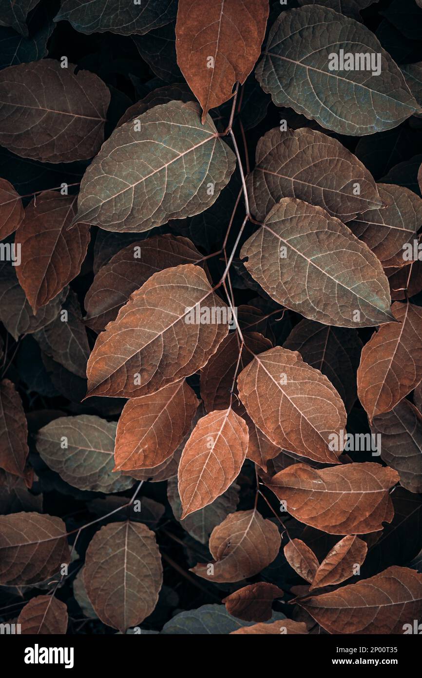 Braune japanische Knotweed-Blätter in der Herbstsaison, brauner Hintergrund Stockfoto