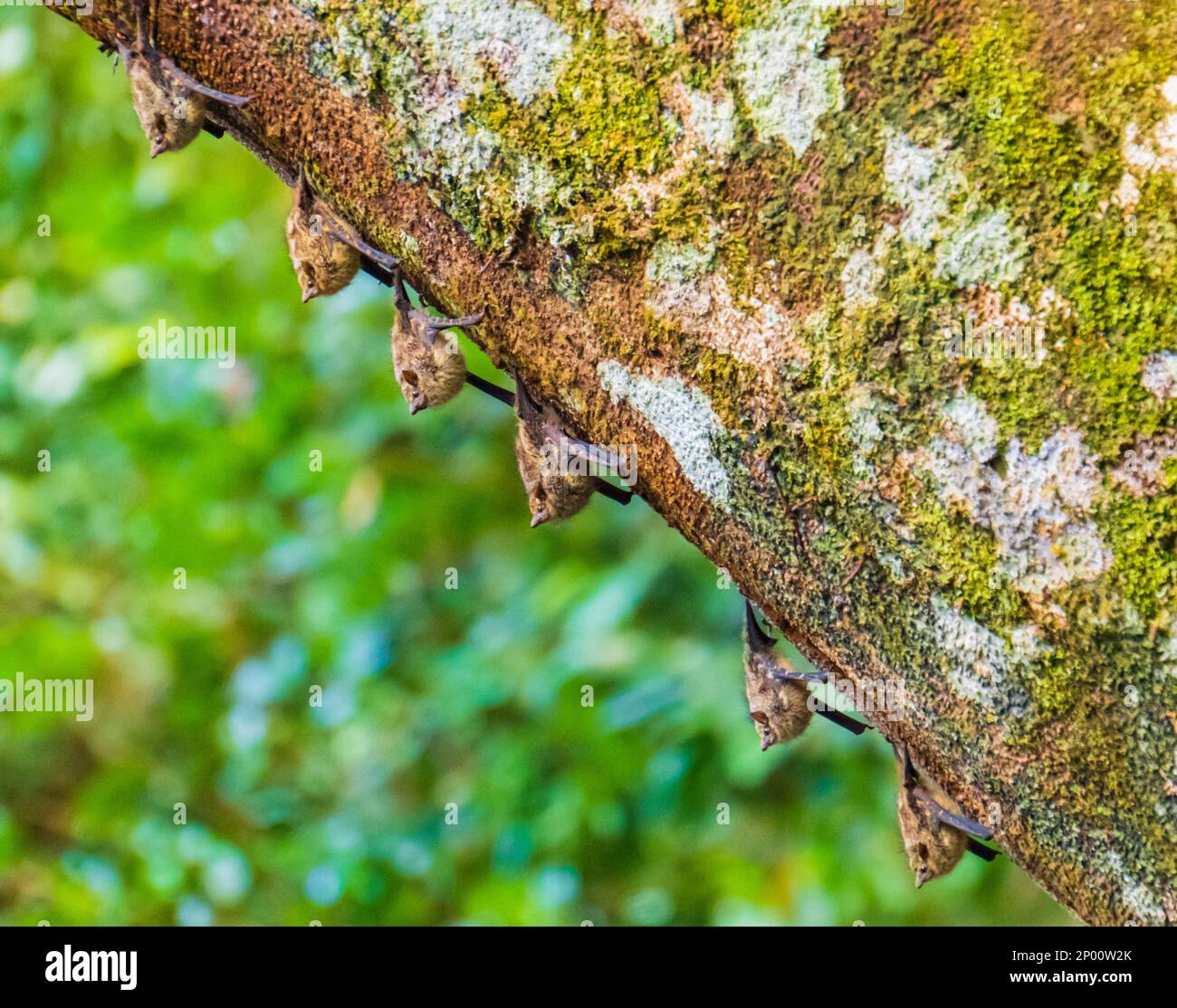 Tagsüber in Costa Rica ruht eine Reihe von Fledermäusen auf einem Baumstamm Stockfoto