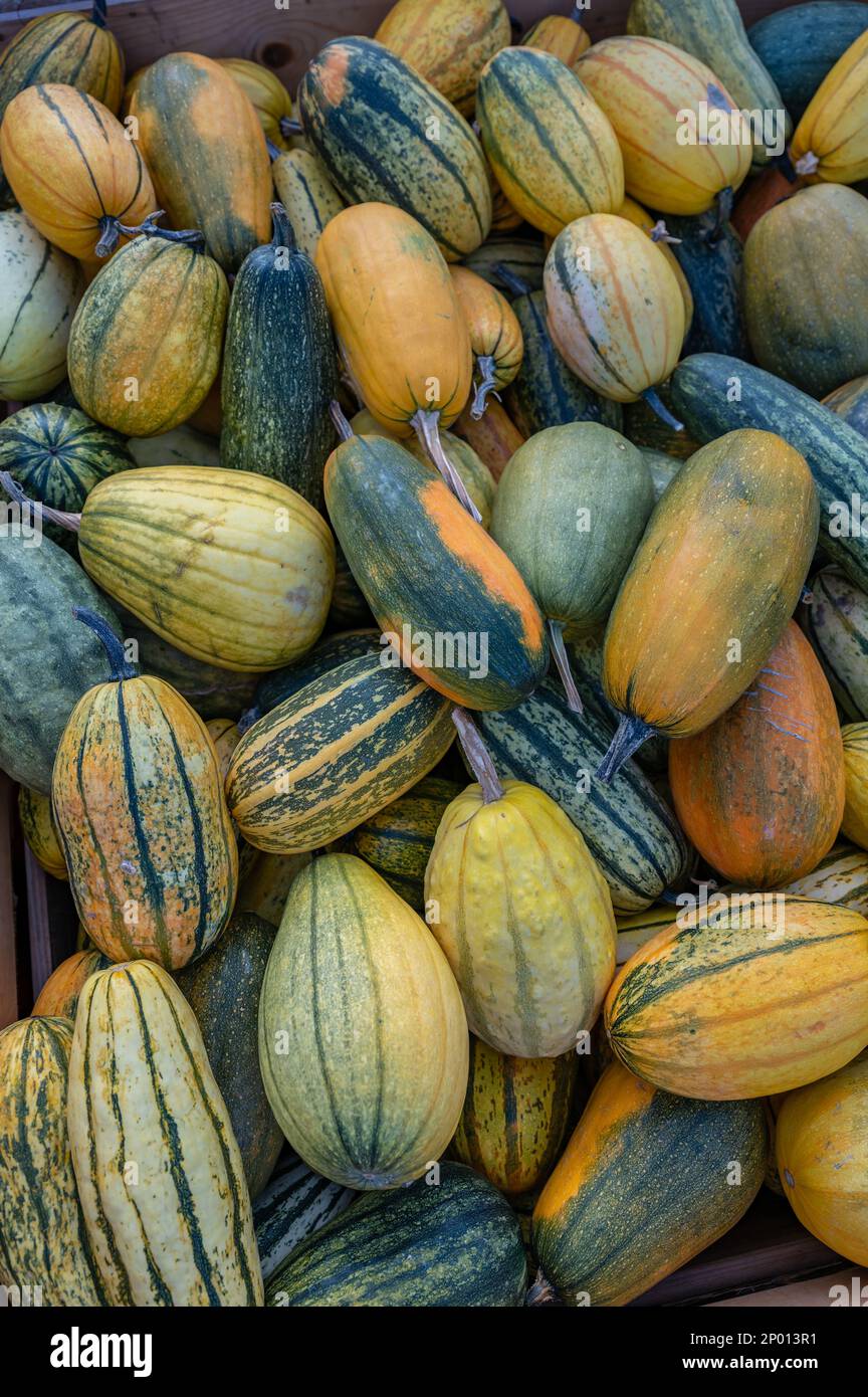Viele verschiedene farbige Zierrippen, die in einer Holzkiste auf einem Bauernhof liegen und während der Erntesaison im oktober zum Verkauf angeboten werden, großer Blickwinkel, vertikaler Schuss Stockfoto