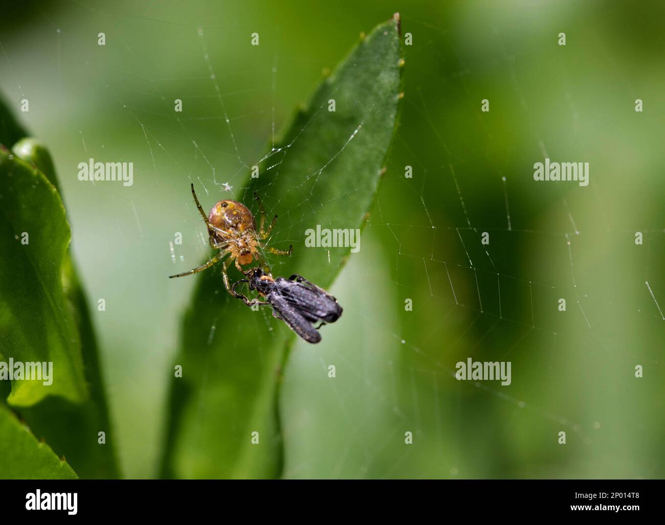Eine 6-gefleckte Orb Weaver-Spinne, die einen Käfer im Netz eingefangen hat. Stockfoto