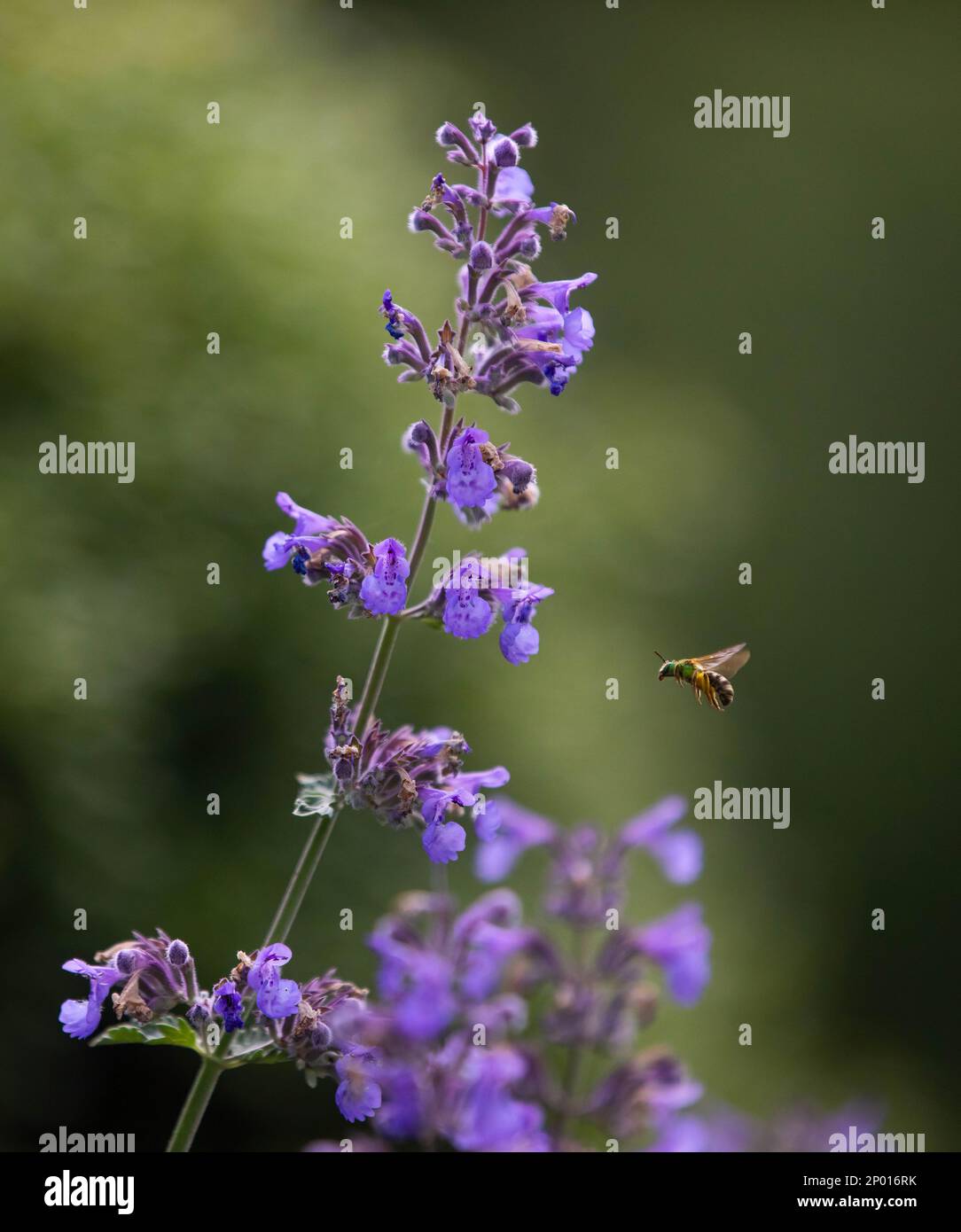 Eine Biene, die um eine violette Katzenminze fliegt. Stockfoto