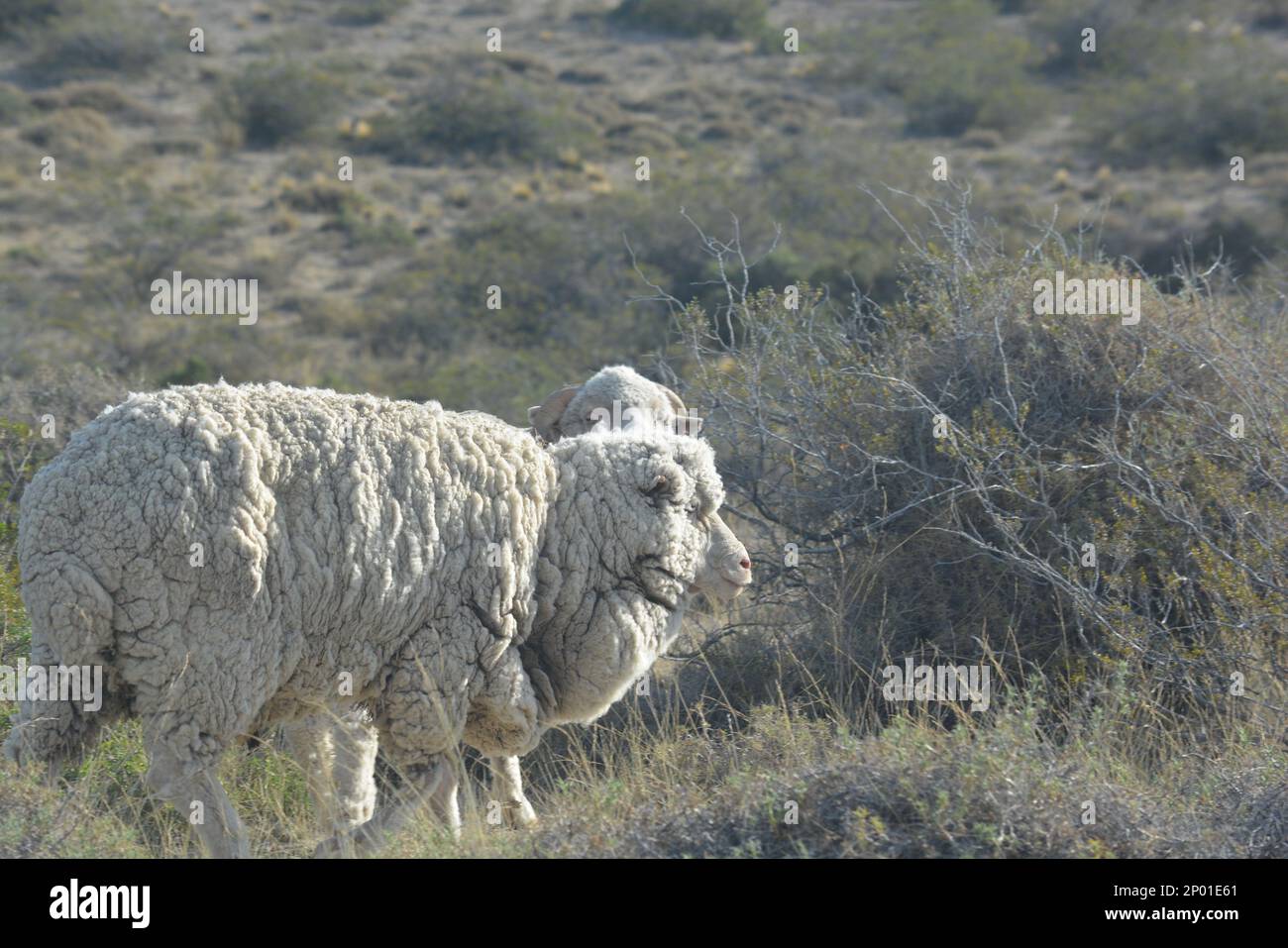 Schafe in Chubut, Argentinien. Patagonien Argentinien Stockfoto