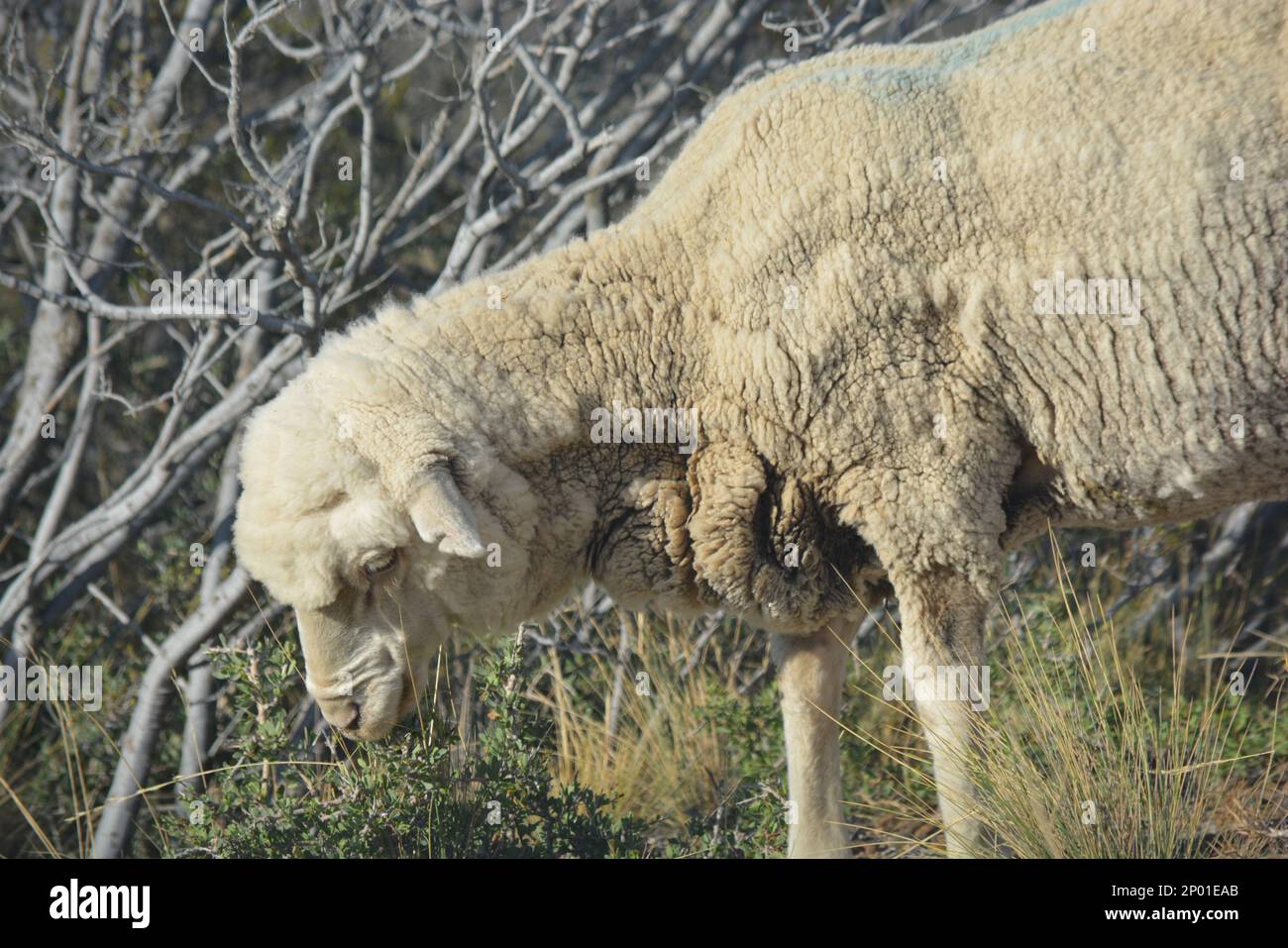 Schafe in Chubut, Argentinien. Patagonien Argentinien Stockfoto