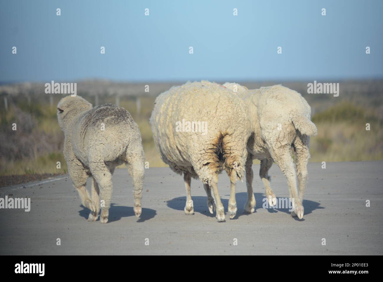 Schafe in Chubut, Argentinien. Patagonien Argentinien Stockfoto