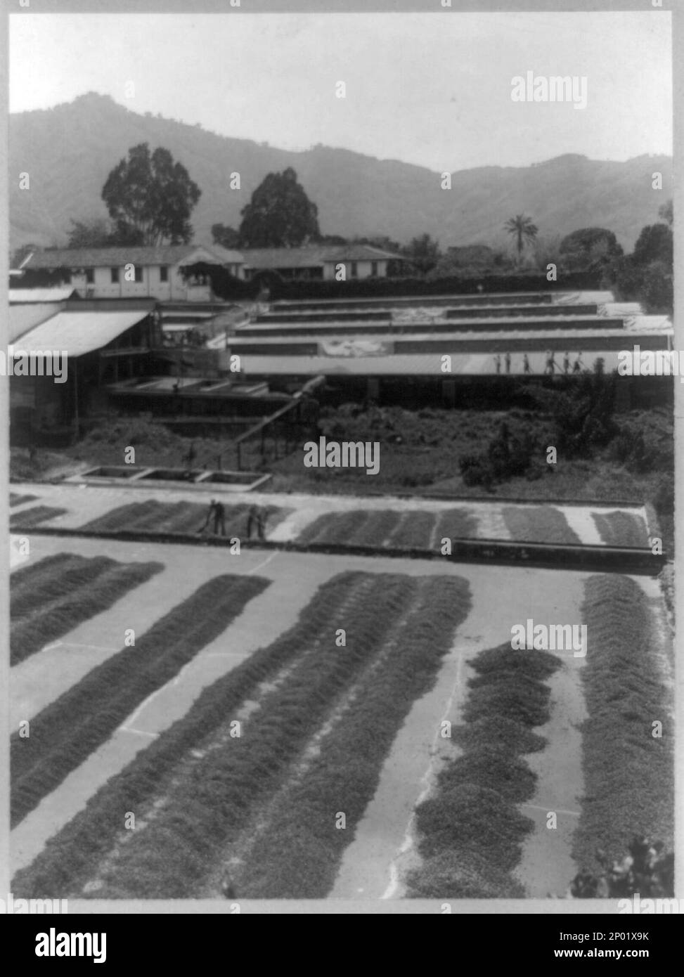 Kaffeehacienda, Costa Rica. Frank and Frances Carpenter Collection, Copyright by Publishers Photo Service, Coffee Plantations,Costa Rica,1890-1930, Food Trocknung,Costa Rica,1890-1930. Stockfoto
