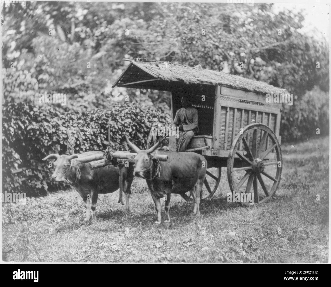 Java - Transportmethode. Frank and Frances Carpenter Collection , Veröffentlicht in: Viewpoints; eine Auswahl aus den Bildsammlungen der Library of Congress , Washington : Library of Congress , 1975, No 44, Transportwesen, Indonesien, Java, 1890-1900, Wagen und Wagen, Indonesien, Java, 1890-1900, Büffel, Indonesien, 1890-1900. Stockfoto