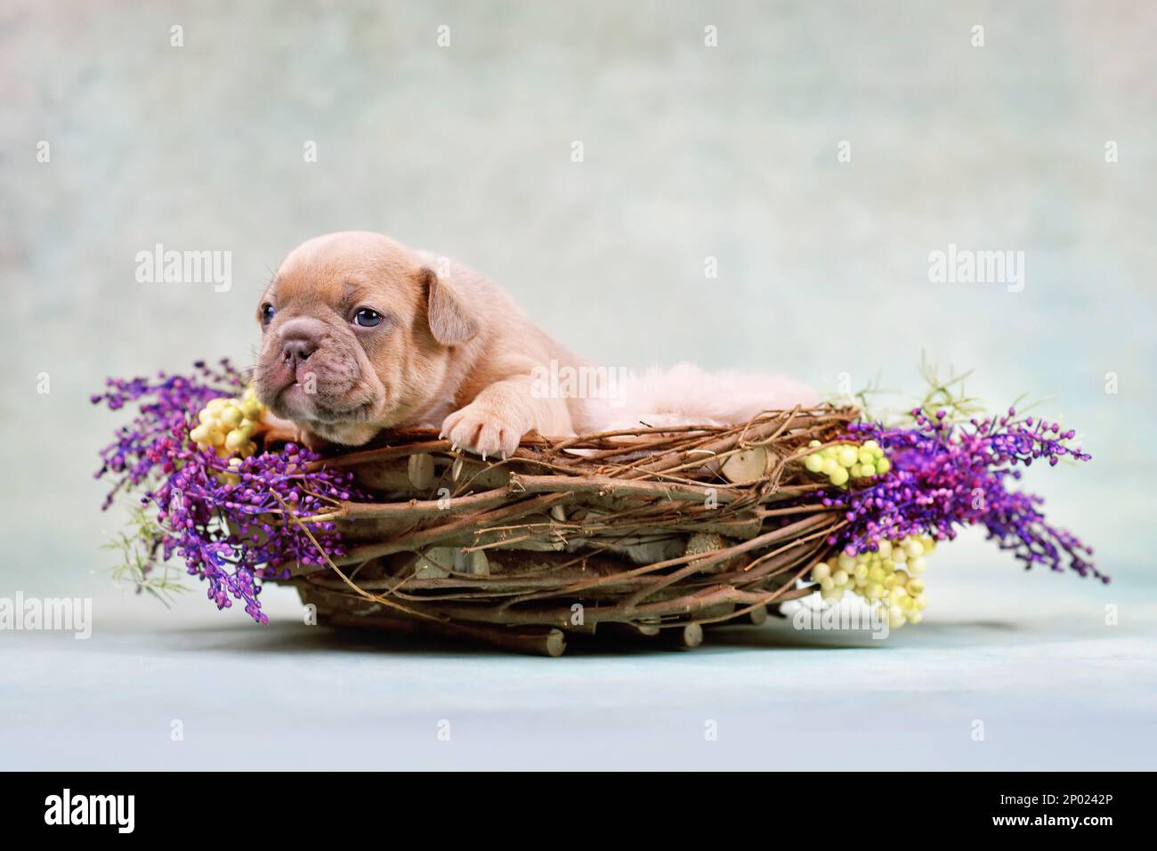 Hund im nest -Fotos und -Bildmaterial in hoher Auflösung – Alamy