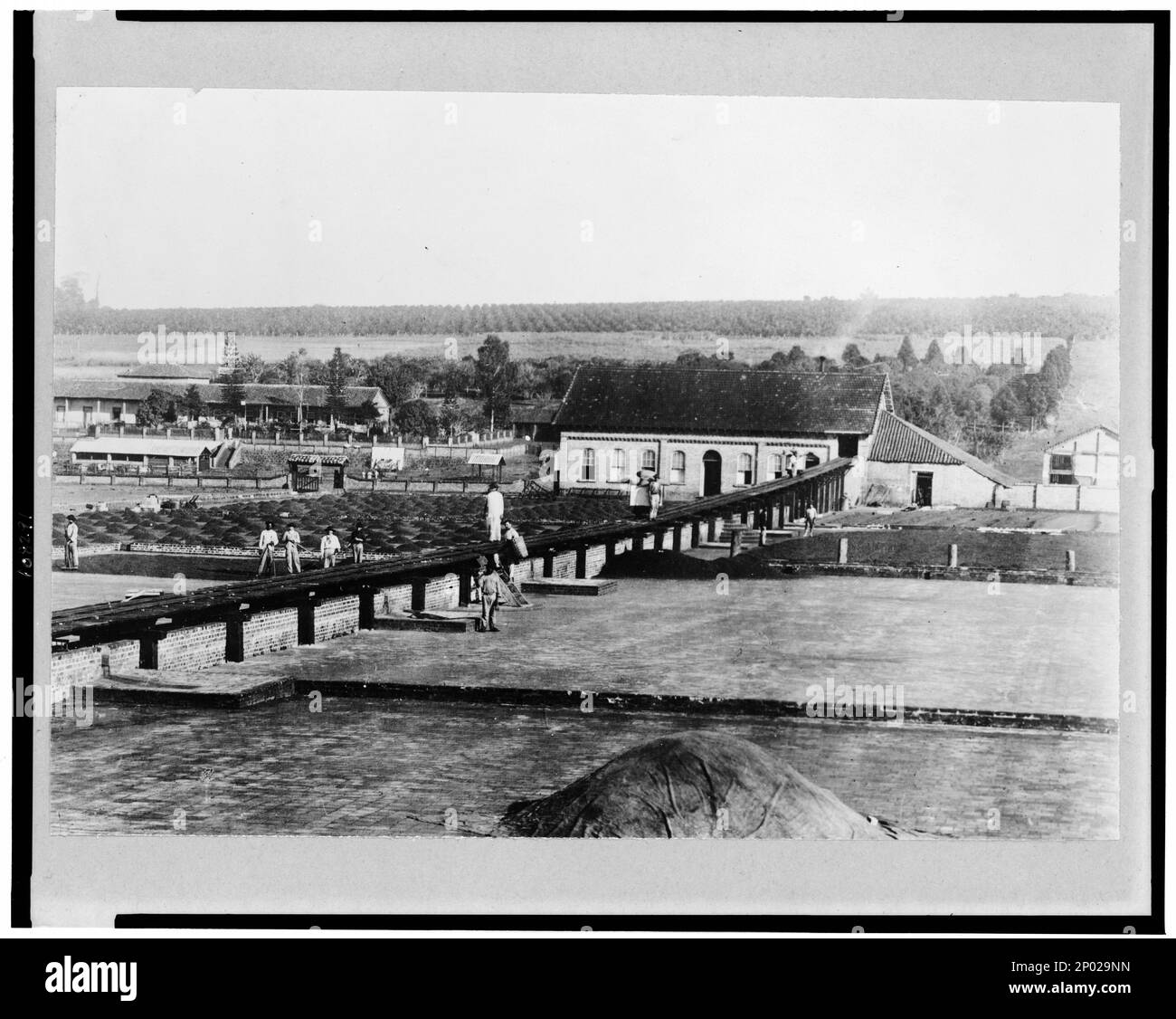 Geflieste Kaffeetrocknerböden, Monte Alegre, Brasilien. Frank and Frances Carpenter Collection, Kaffeeindustrie, Brasilien, Monte Algre, 1900-1930. Stockfoto