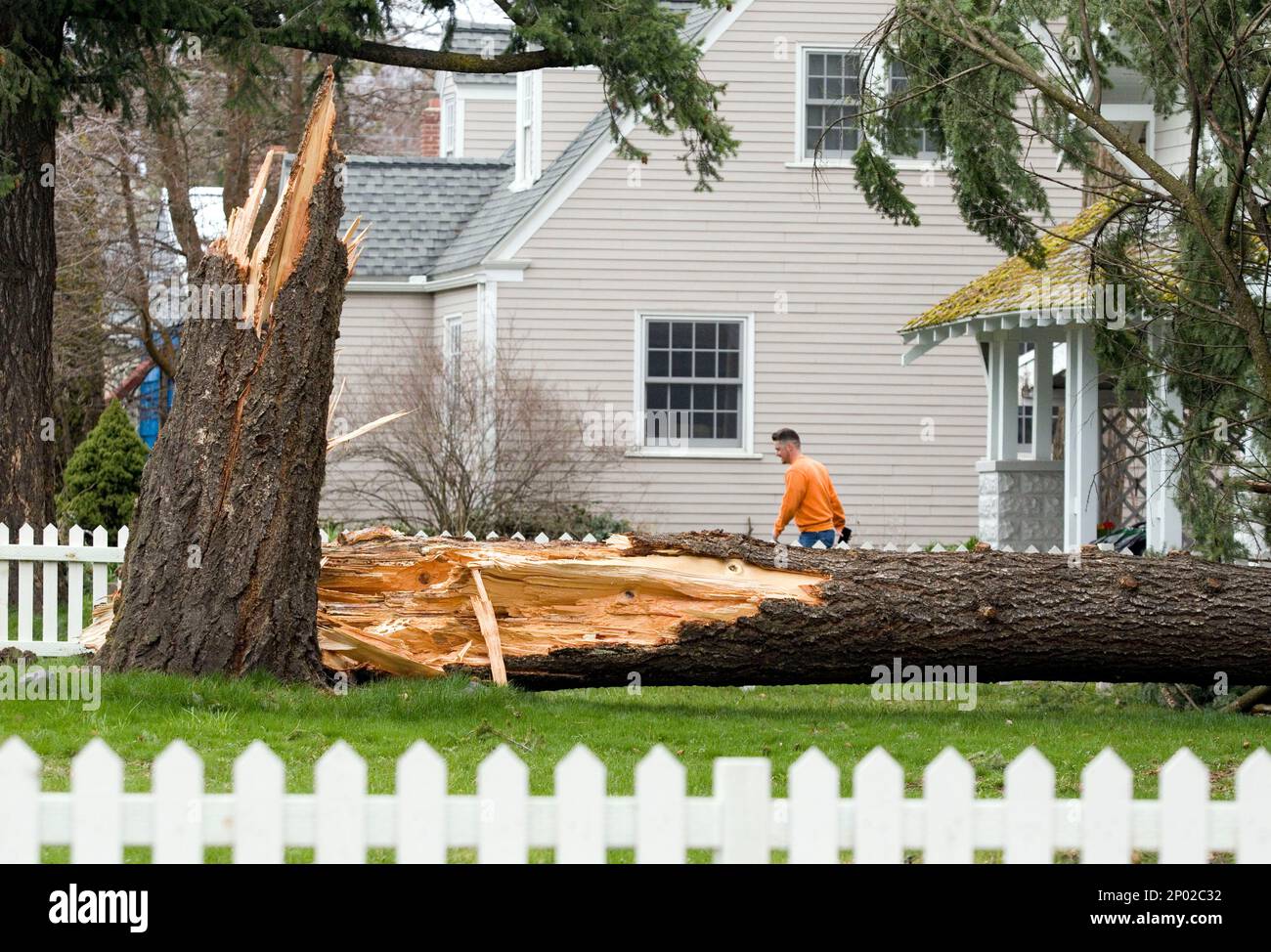 A man walks past a tree that broke off during a wind storm and fell between two houses on Friday, April 7, 2017, in Moscow, Idaho. Strong wind gusts caused several trees to snap off or blow down in and around Moscow. (Geoff Crimmins/The Moscow-Pullman Daily News via AP) Stockfoto