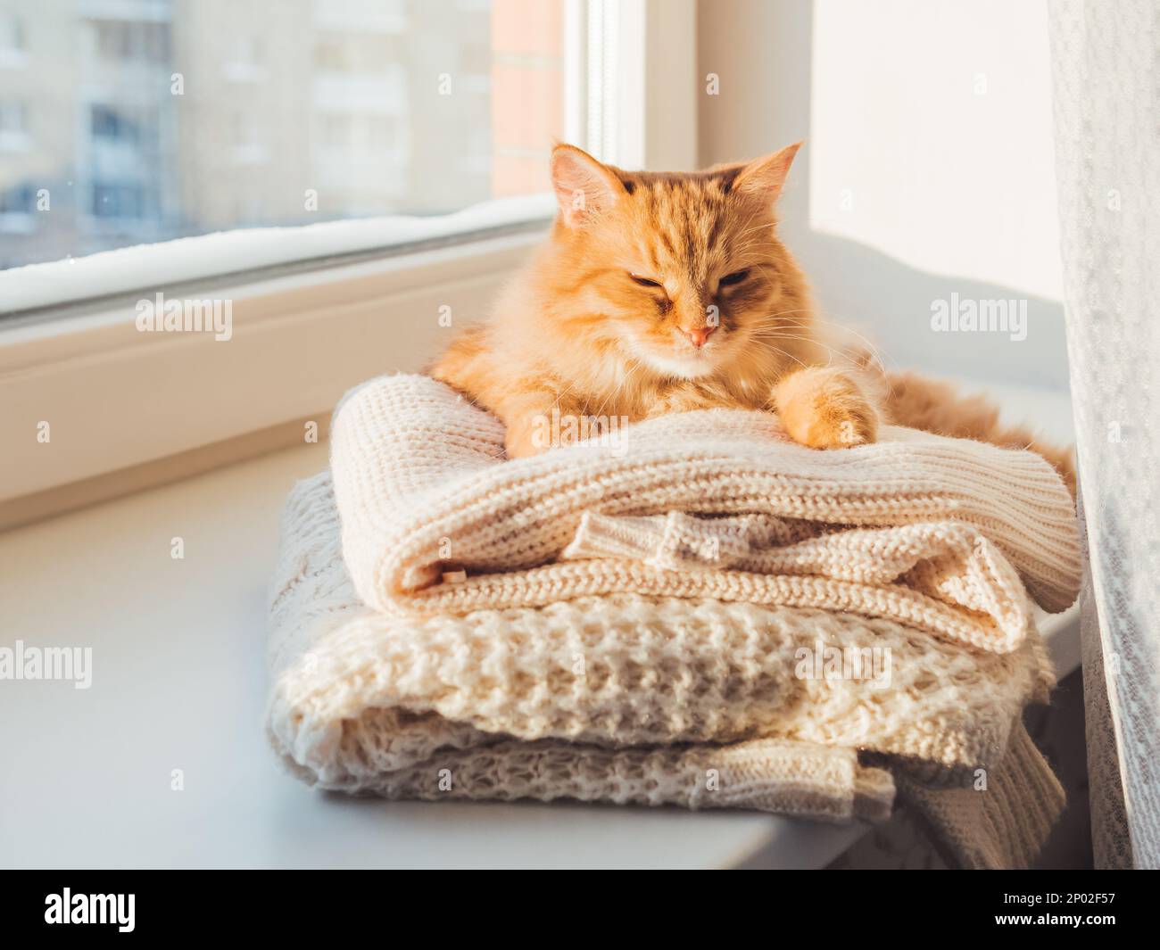Süße Ingwerkatze schläft auf einem Haufen Zopfstrickpullover. Sonnenuntergang im Winter. Flauschiges Haustier auf Fensterbank mit warmer Kleidung. Stockfoto