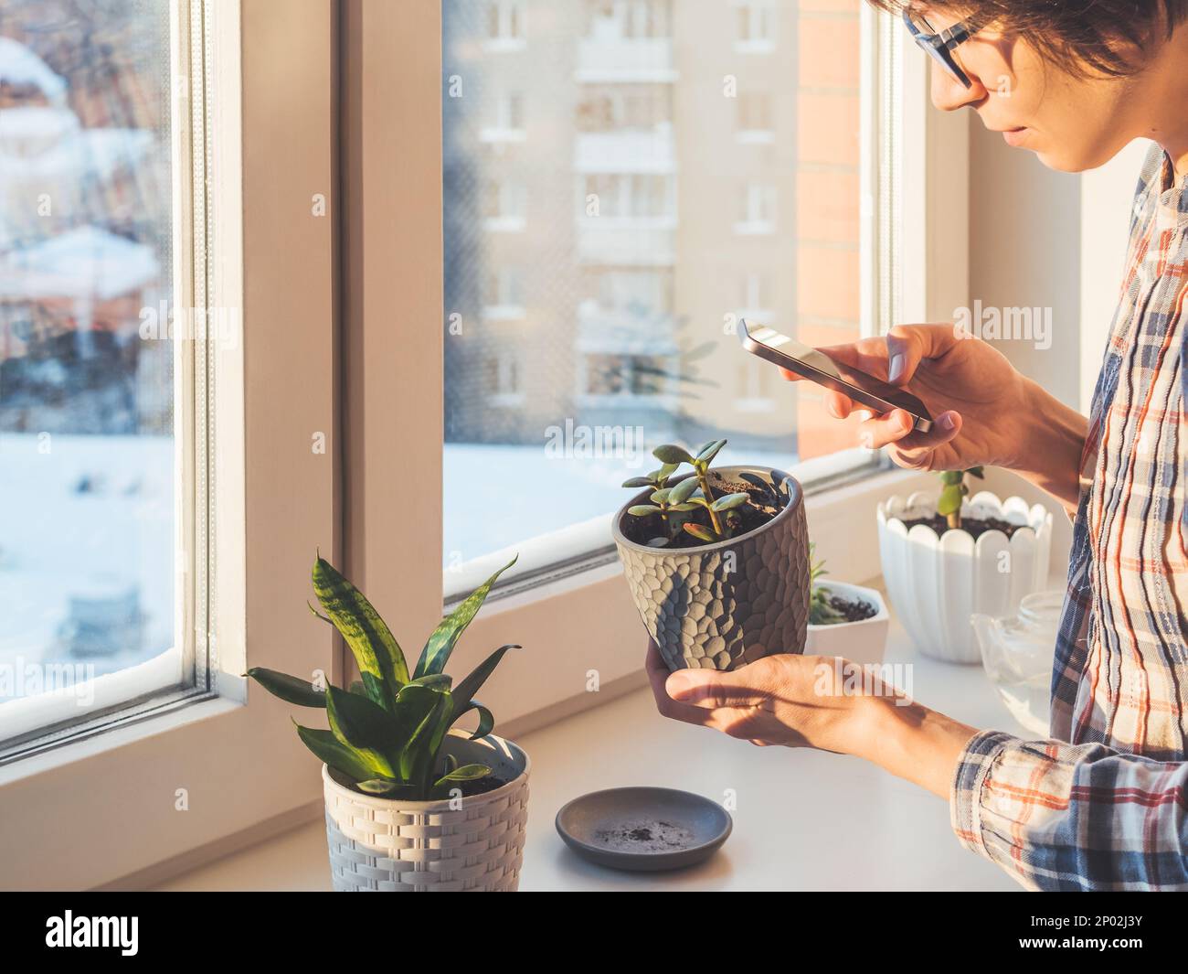 Die Frau fotografiert saftige Pflanzen mit dem Smartphone. Blumentöpfe auf Fensterbank. Sansevieria, Crassula. Friedliches botanisches Hobby. Gartenarbeit Stockfoto