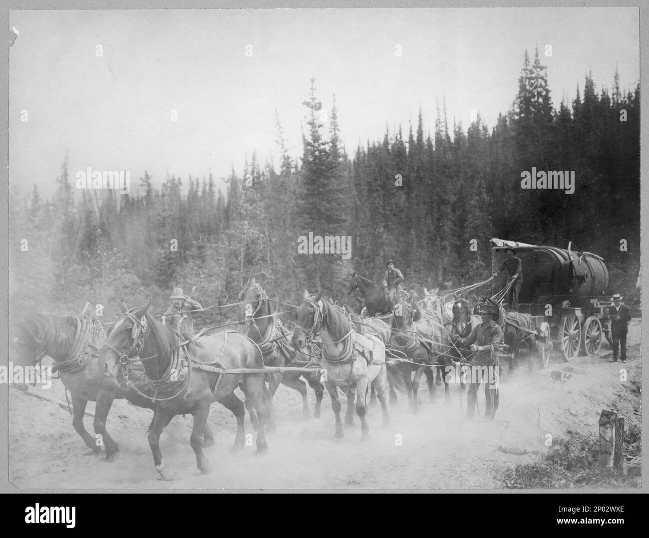 Pferdeteam auf dem Overland Trail. Frank and Frances Carpenter Collection , Gift; Mrs. W. Chapin Huntington; 1951, Horse Teams,Alaska,1890-1930, Trails & Ways,Alaska,1890-1930, Carts & Waggons,Alaska,1890-1930, Usa, Alaska Stockfoto