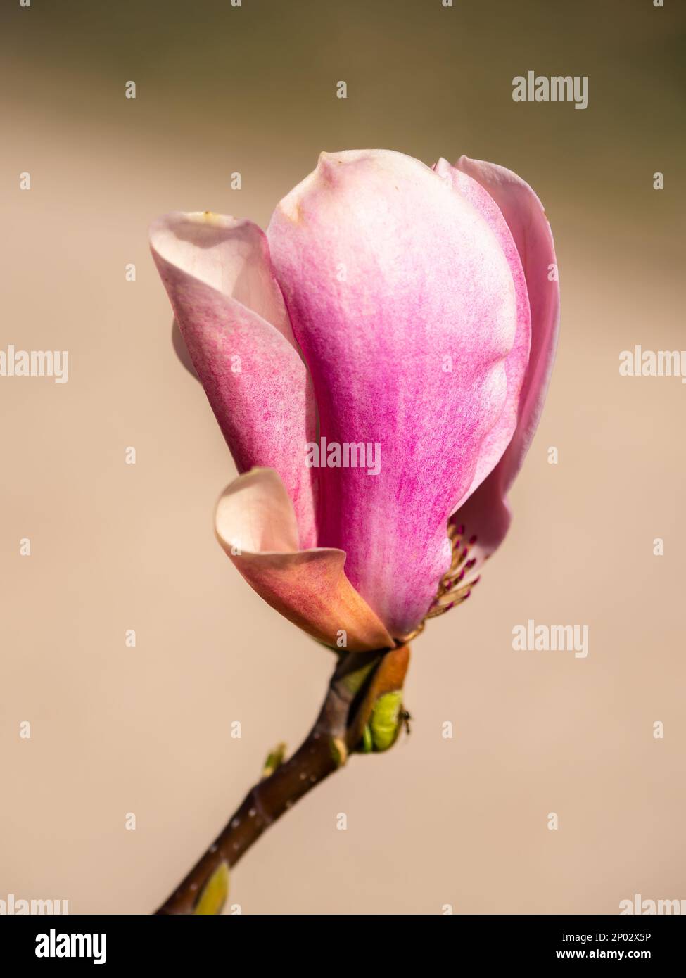 Isolierte Magnolienblüte mit natürlichem Hintergrund Stockfoto