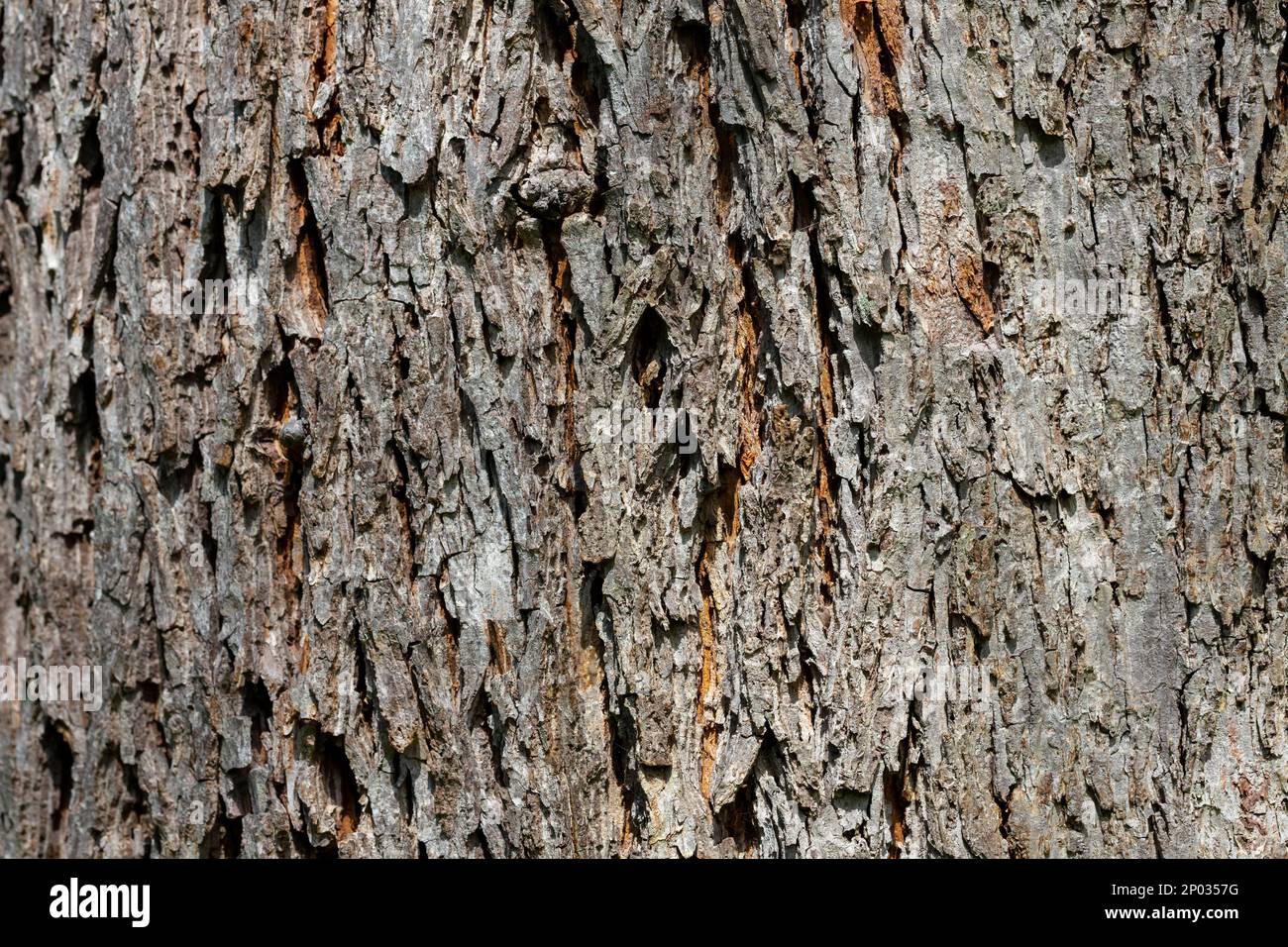 Plattige rinde -Fotos und -Bildmaterial in hoher Auflösung – Alamy