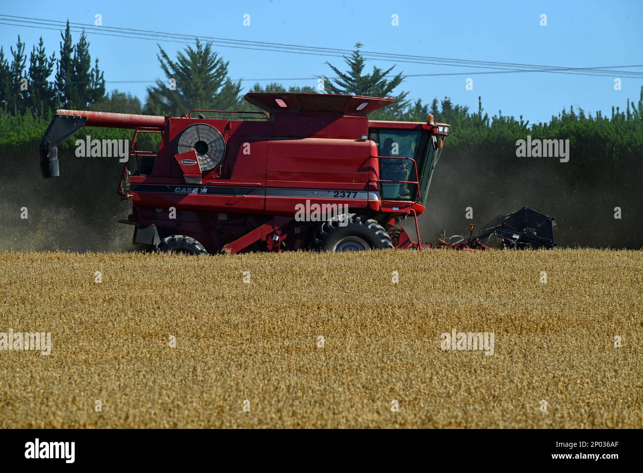 DARFIELD, NEUSEELAND, 12. FEBRUAR 2023: Ein Mähdrescher nimmt die Weizenernte der neuen Saison auf den Canterbury Plains, South Island, Neuseeland, auf Stockfoto