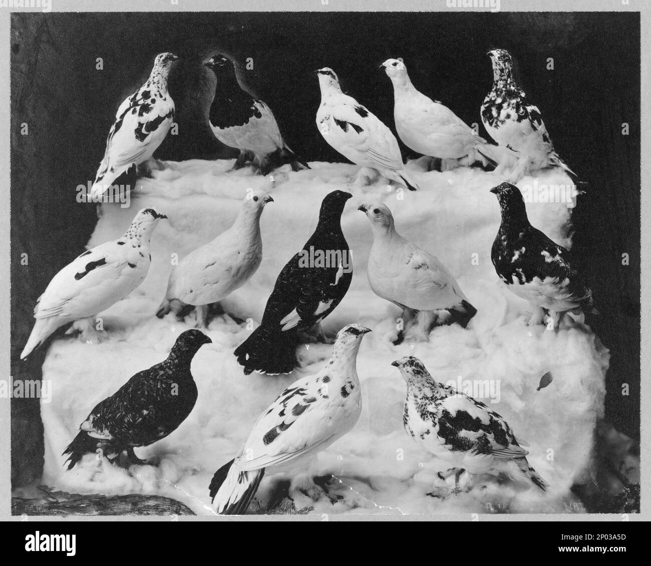 Verschiedene Farben von Ptarmigan je nach Saison. Frank and Frances Carpenter Kollektion, Gift; Mrs. W. Chapin Huntington; 1951, Grouse, Alaska, 1890-1940, USA, Alaska Stockfoto
