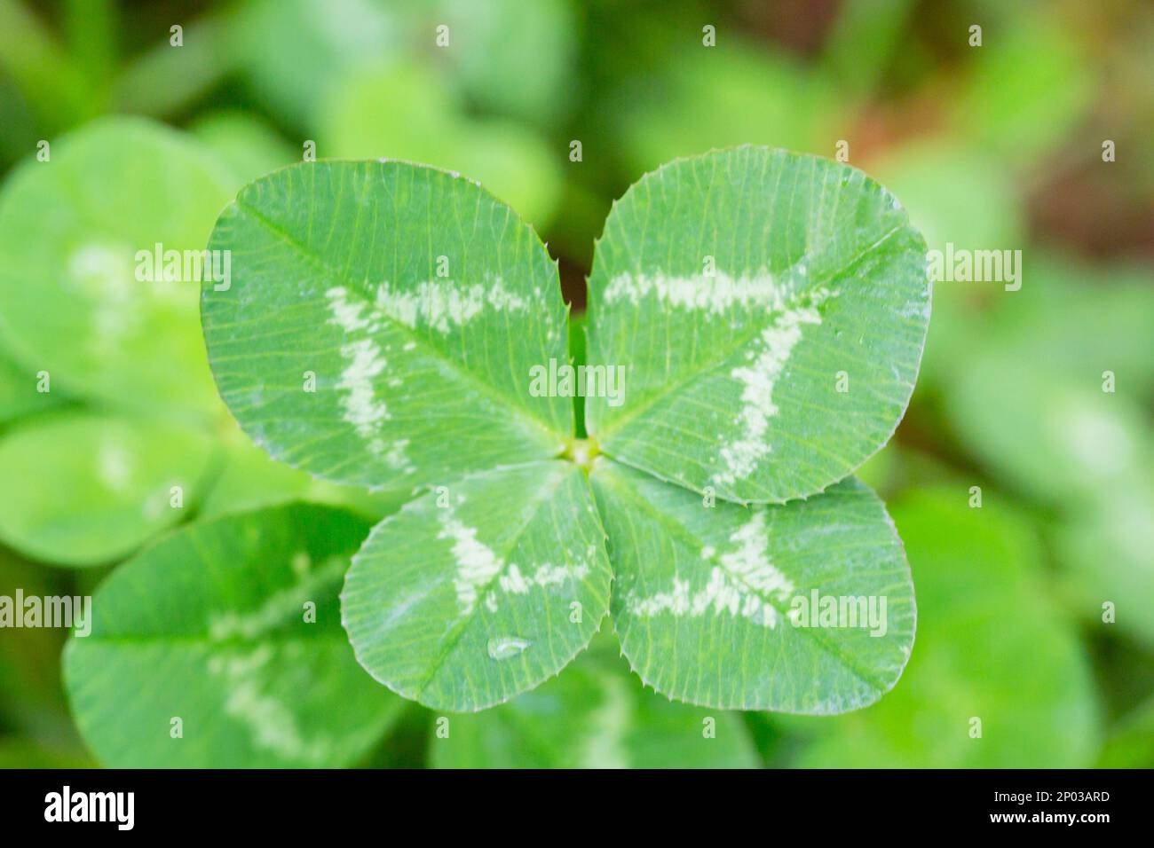 Vierblättriges Kleeblatt auf grünem Shamrock-Hintergrund, selektiver Fokus Stockfoto