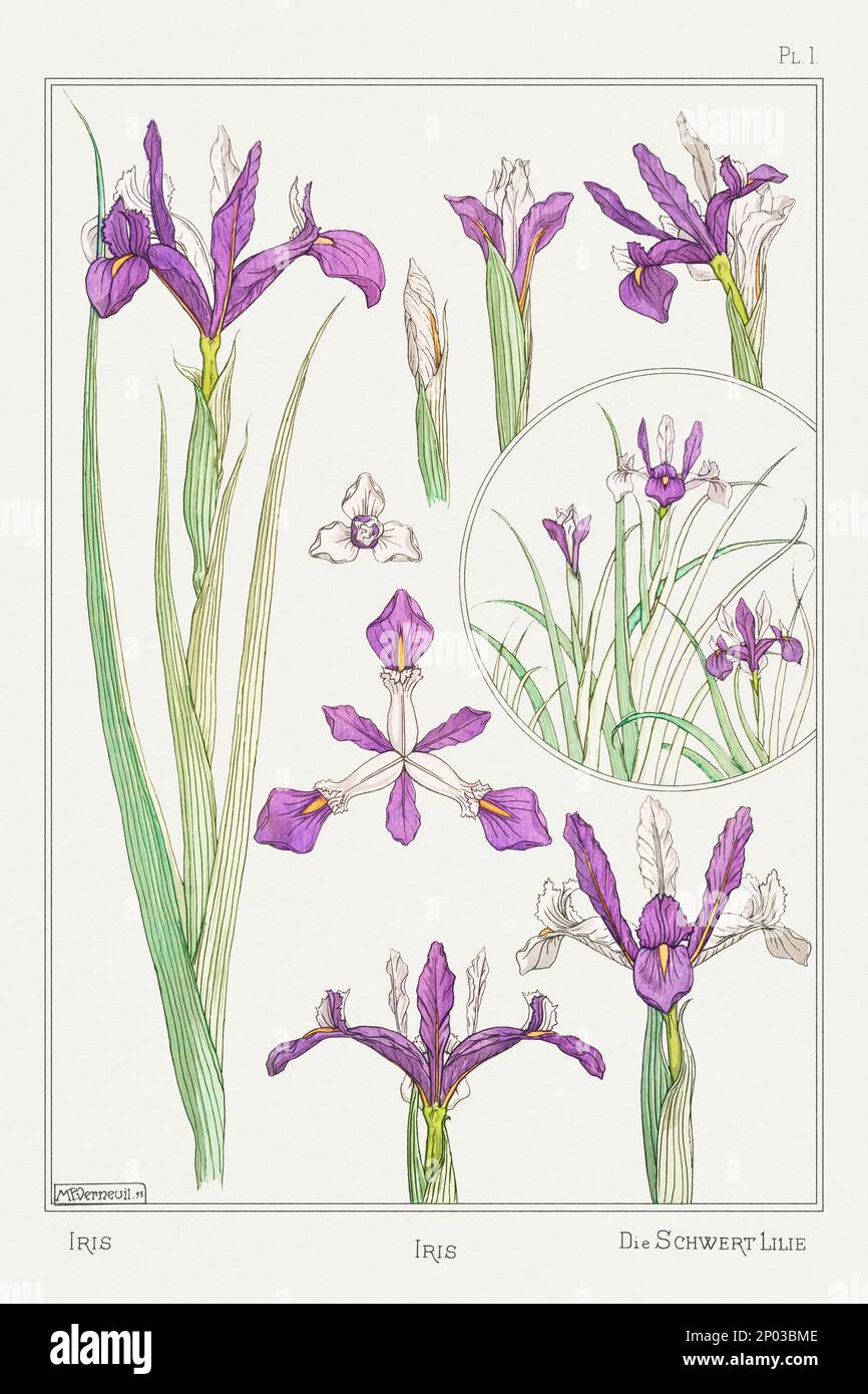 Iris. Botanische Kunst illustriert von Maurice Pillard Verneuil (1896) Stockfoto