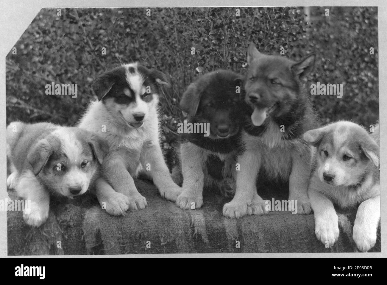 Welpen, die eines Tages Hundeschlitten ziehen werden. Frank and Frances Carpenter Kollektion, Gift; Mrs. W. Chapin Huntington; 1951, Dogs, Alaska, 1890-1930, USA, Alaska Stockfoto