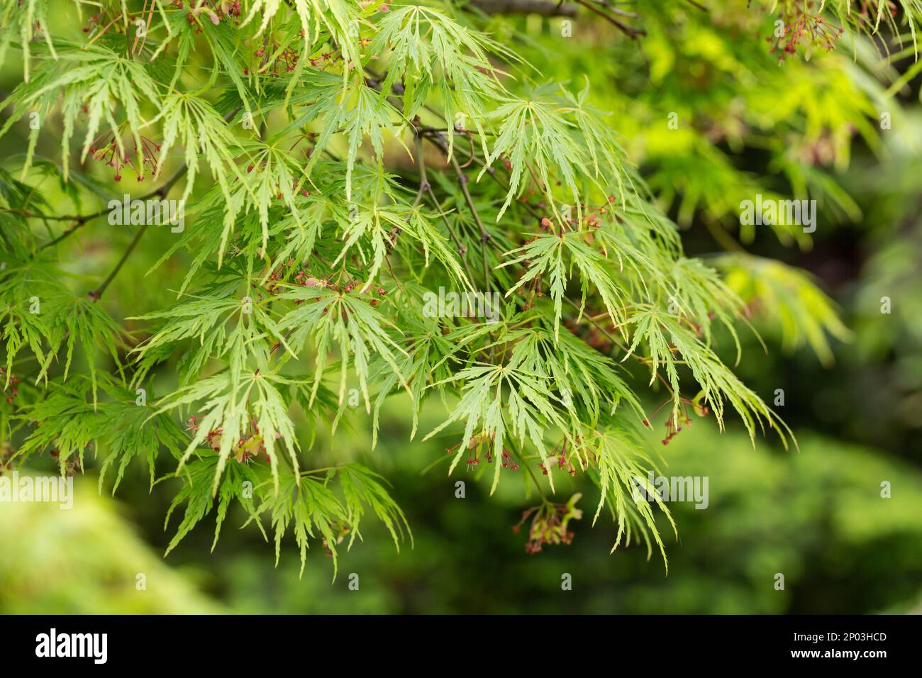 Junger japanischer Ahorn - Acer palmatum dissectum im Frühling Stockfoto