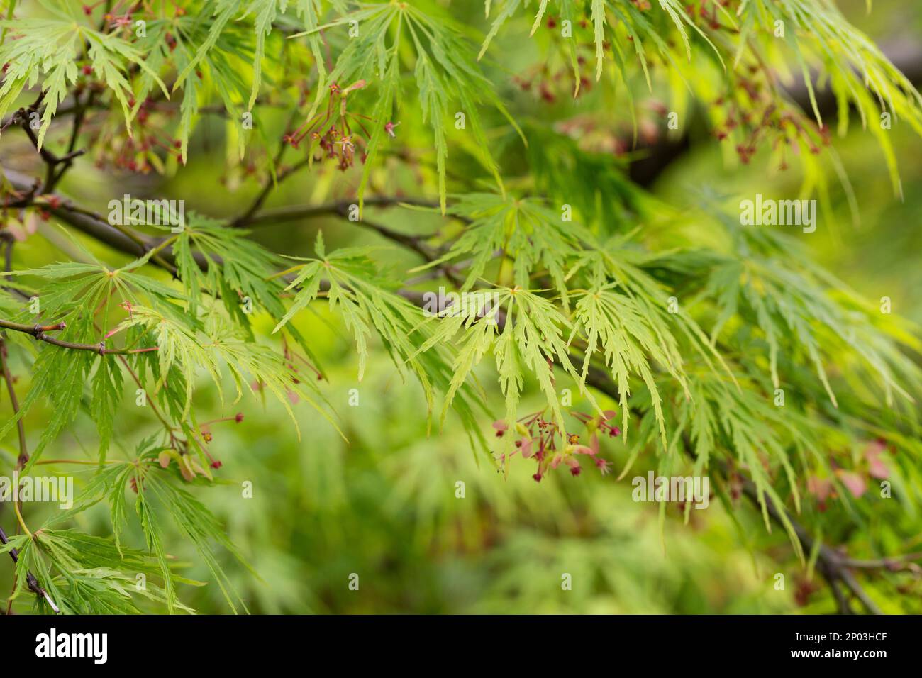 Junger japanischer Ahorn - Acer palmatum dissectum im Frühling Stockfoto