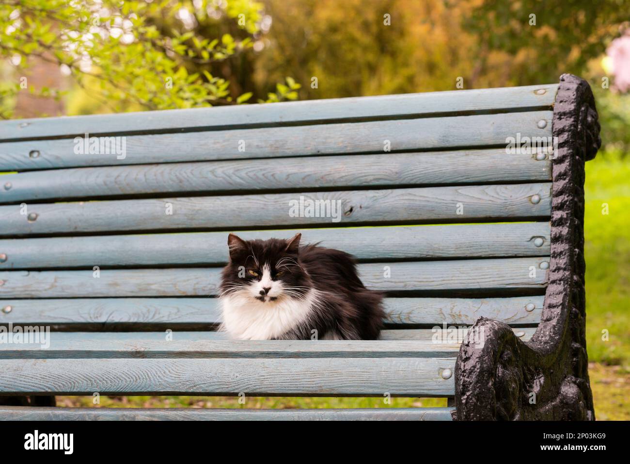 Ein süßes flauschiges Kätzchen liegt auf einer Holzbank in einem Stadtpark. Das Leben von Strassenobdachlosen Stockfoto