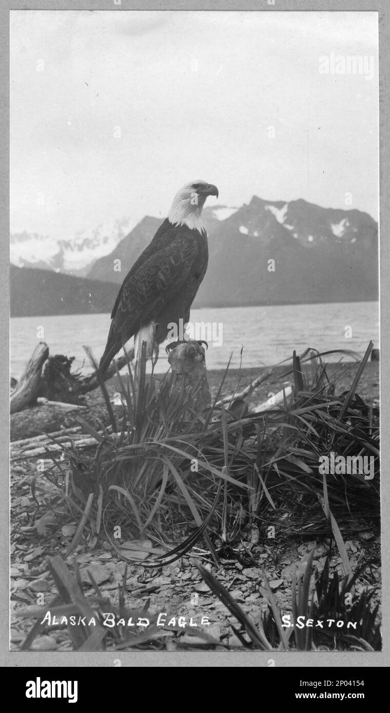 Weißkopfseeadler, Alaska-Weißkopfseeadler. Frank and Frances Carpenter Kollektion, Gift; Mrs. W. Chapin Huntington; 1951, Eagles, Alaska, 1890-1940, USA, Alaska Stockfoto