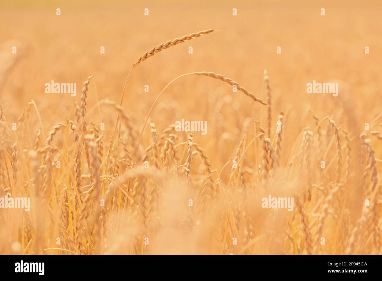 Die Zeit der Ernte, reife Dinkel Pflanzen Stockfoto