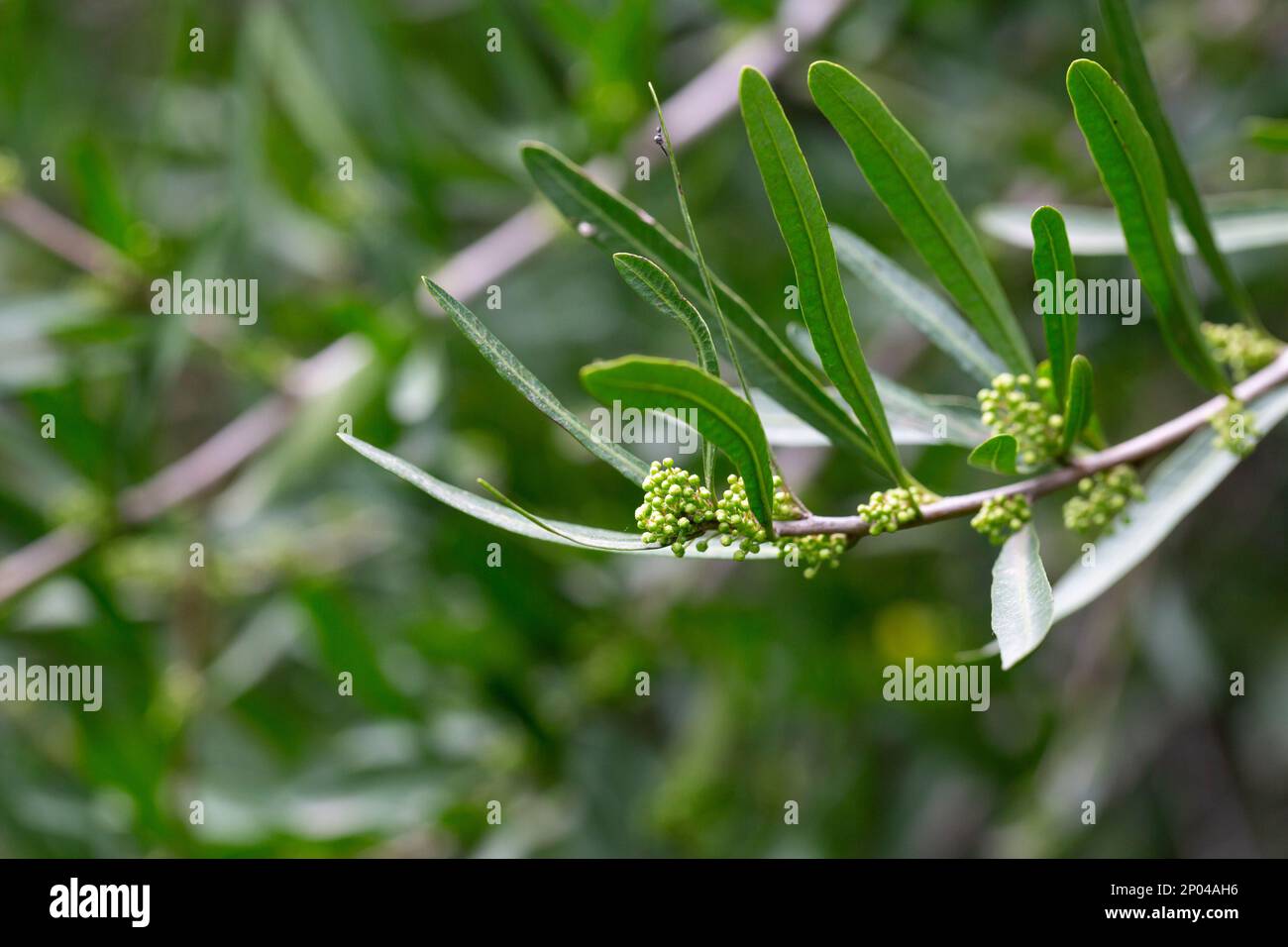 Frische grüne Blätter von Florida Holly, brasilianischer Pfeffer, Christmasbeerbaum, Pfefferbaum Schinus terebinthifolius auf den Zweigen Stockfoto