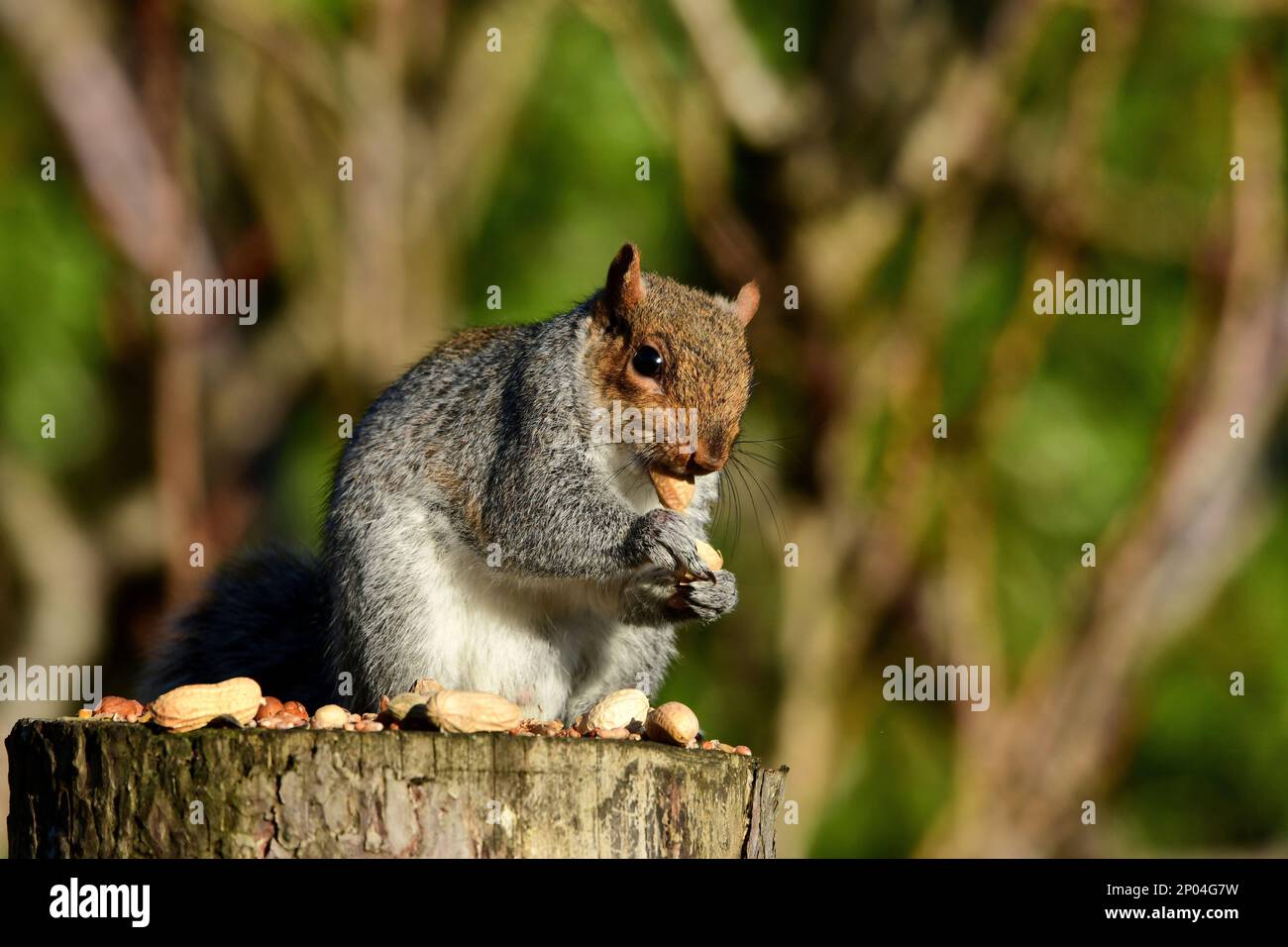 Eichhörnchen aus großbritannien Stockfoto