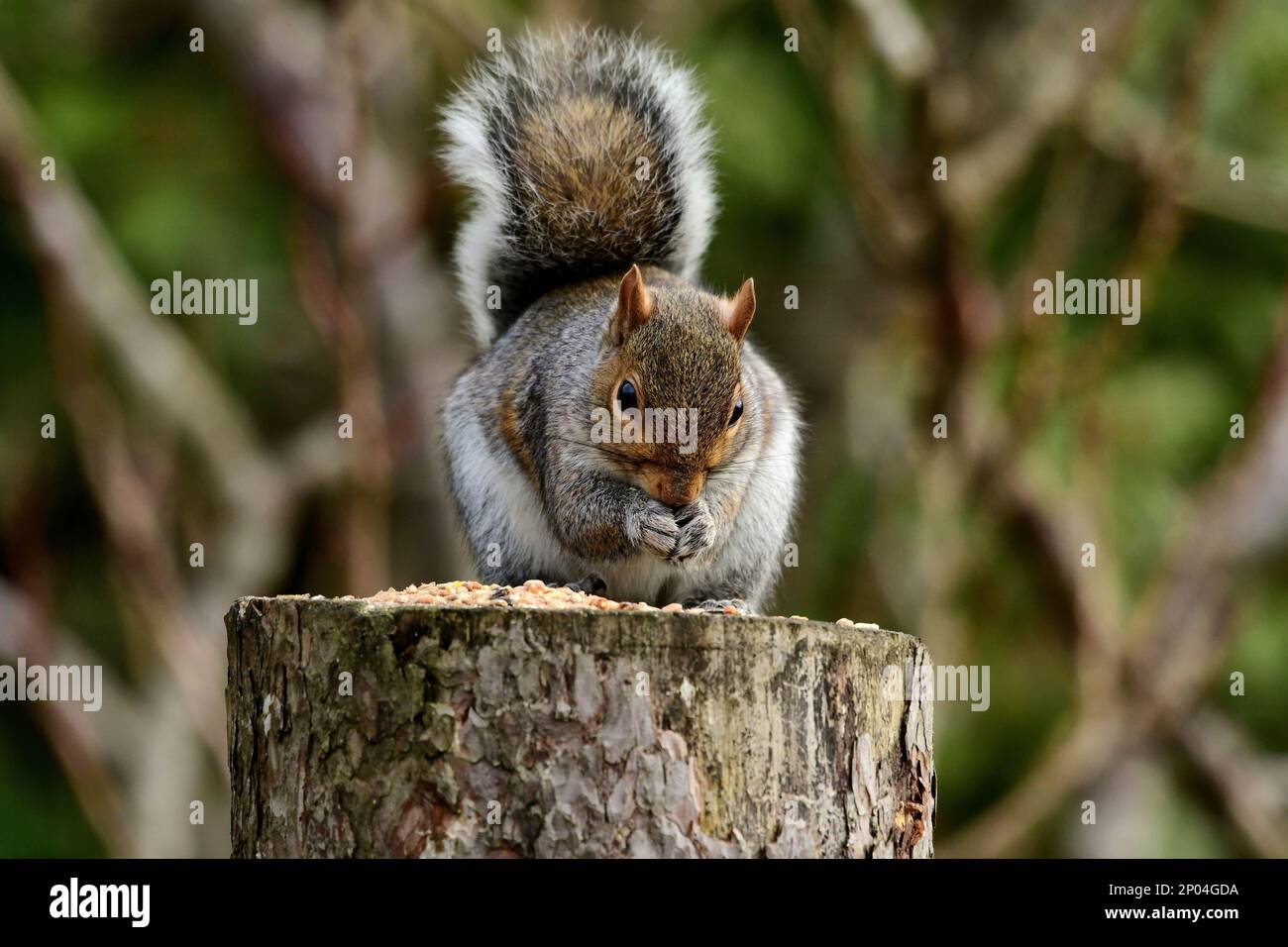 Eichhörnchen aus großbritannien Stockfoto