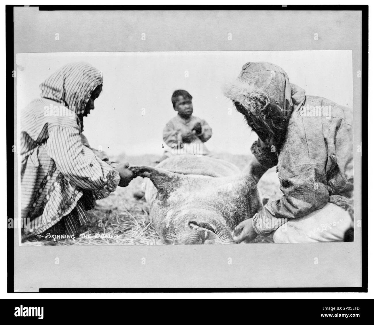 Eskimos häuten eine Robbe, häuten die Robbe. Frank and Frances Carpenter Collection , Gift; Mrs. W. Chapin Huntington; 1951, Eskimos,Subsistence Activities,Alaska,1890-1940, Indians of North America,Subsistence Activities,Alaska,1890-1940, Seals (Animals),Alaska,1890-1940, United States,Alaska Stockfoto