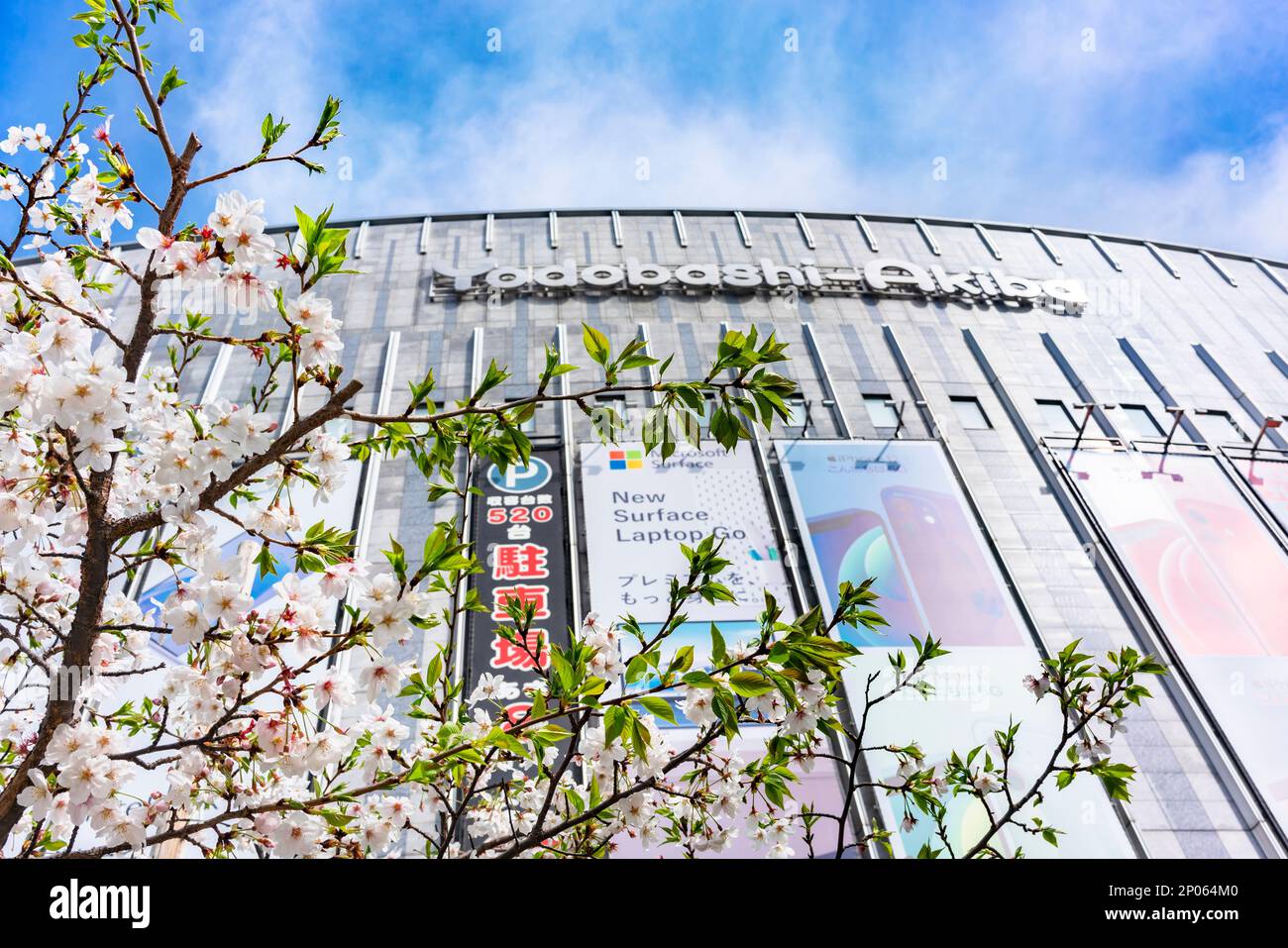 tokio, japan - märz 29 2022: Aufnahme japanischer Sakura-Kirschblüten aus niedrigem Winkel vor der Fassade des Kaufhauses Yodobashi-Akib Stockfoto