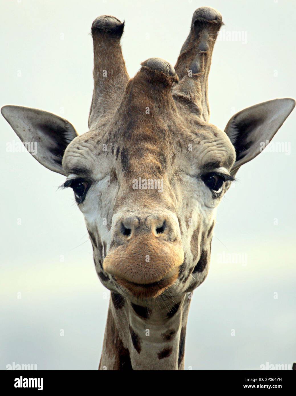 Edinburgh, Schottland, Vereinigtes Königreich 2. März 2023. UK Weather: Eine Giraffe, die vor der Kamera lächelt. Der zweite Frühlingstag sah Regen, als der Zoo und seine Tiere das Beste daraus machten. Credit Gerard Ferry/Alamy Live News Stockfoto