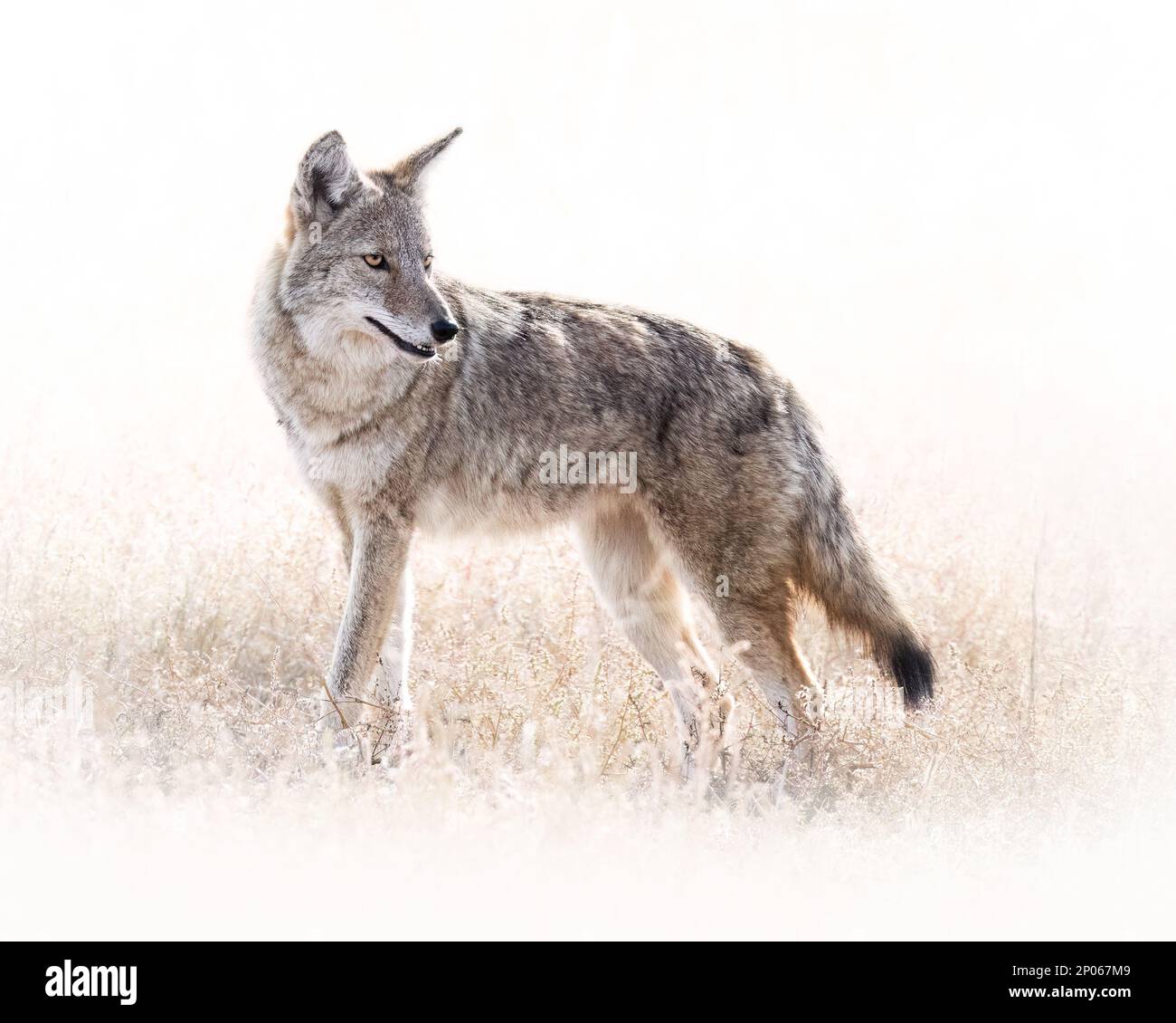 Coyote (Canis latrans), der sich auf breiter Front auf dem Feld befindet und auf schneeweißen Hintergrund aus Colorado, USA blickt Stockfoto