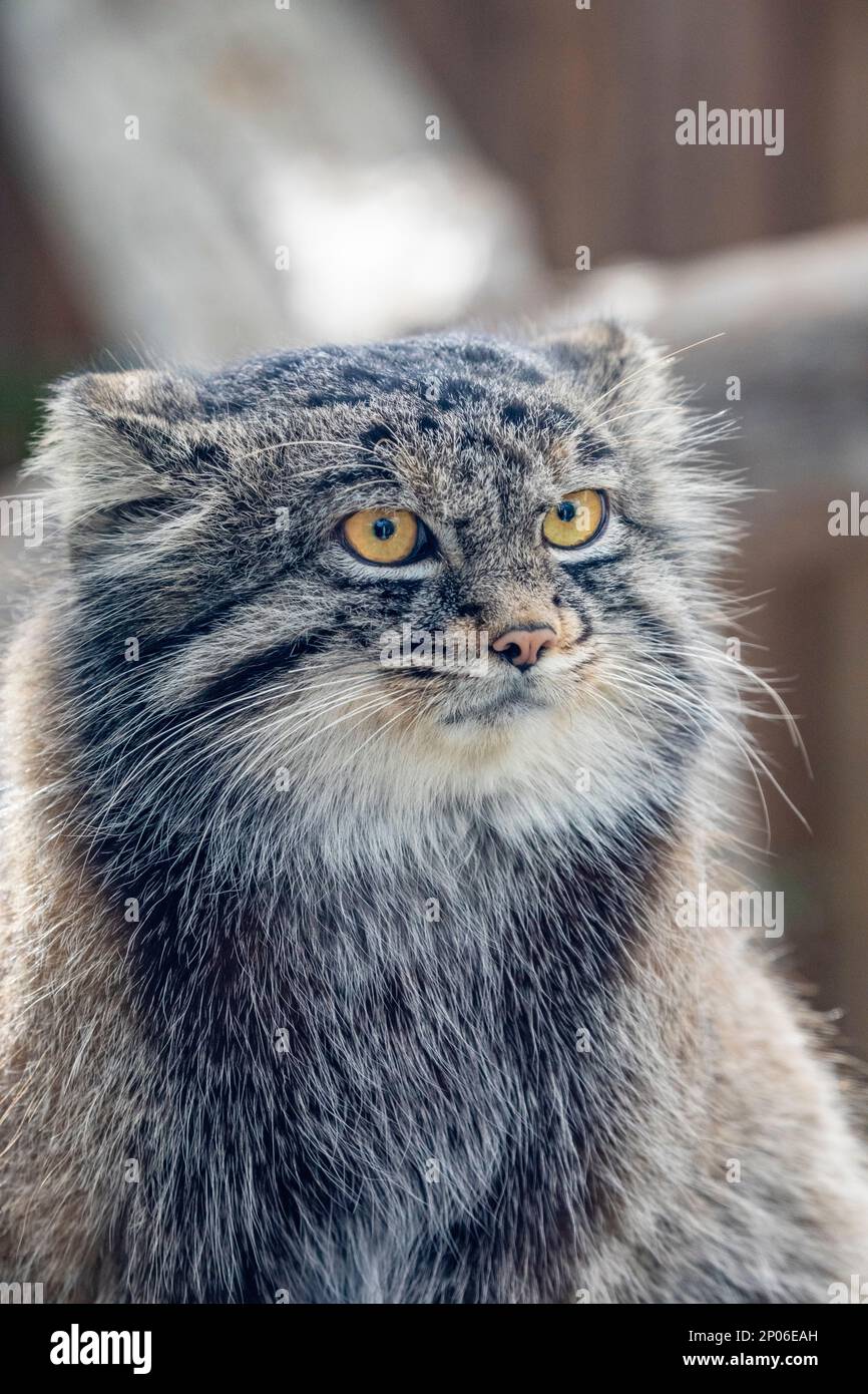 Das Nahbild der Katze Pallas (Otocolobus manul) Es ist eine kleine Wildkatze mit langem und dichtem hellgrauen Fell. Seine abgerundeten Ohren sind niedrig eingestellt Stockfoto