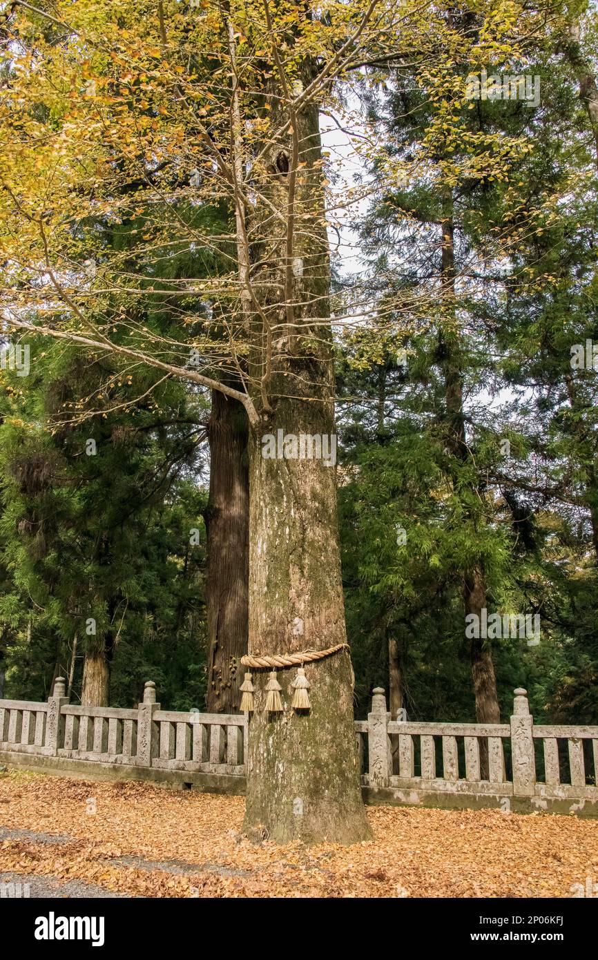 Verehrte alte Ginko-Bäume mit heiligem Seil der Shimenawa, Kaiichinomiya Shinto-Schrein, Kamiyama, Shikoku-Insel, Japan Stockfoto