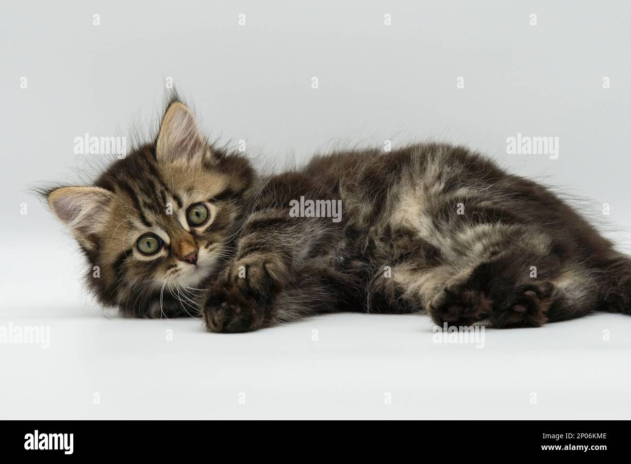 Sibirische Katze auf weißem Hintergrund. Gefleckter Tabby mit Weiß. Stockfoto