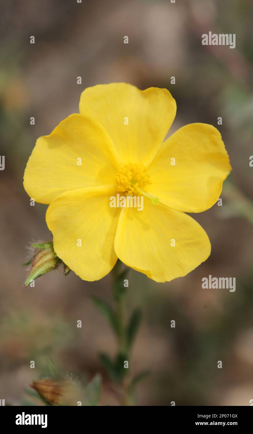 Gelbe Blütenblüte Nahaufnahme Hintergrund fumana arabica Familie cistaceae botanisch groß, hochwertiger Druck Stockfoto